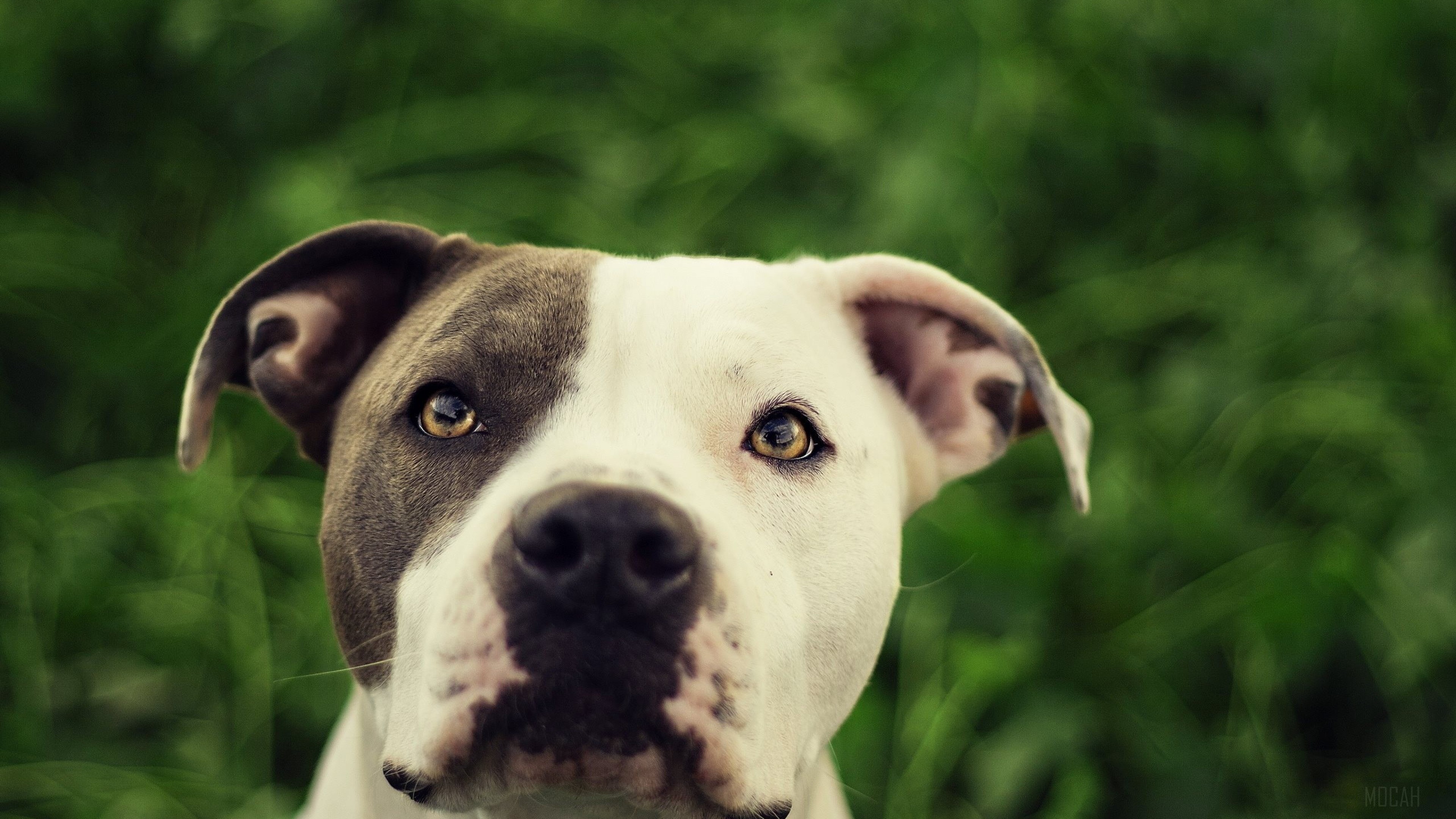 Pit Bull dog portrait 4K HD Wallpaper