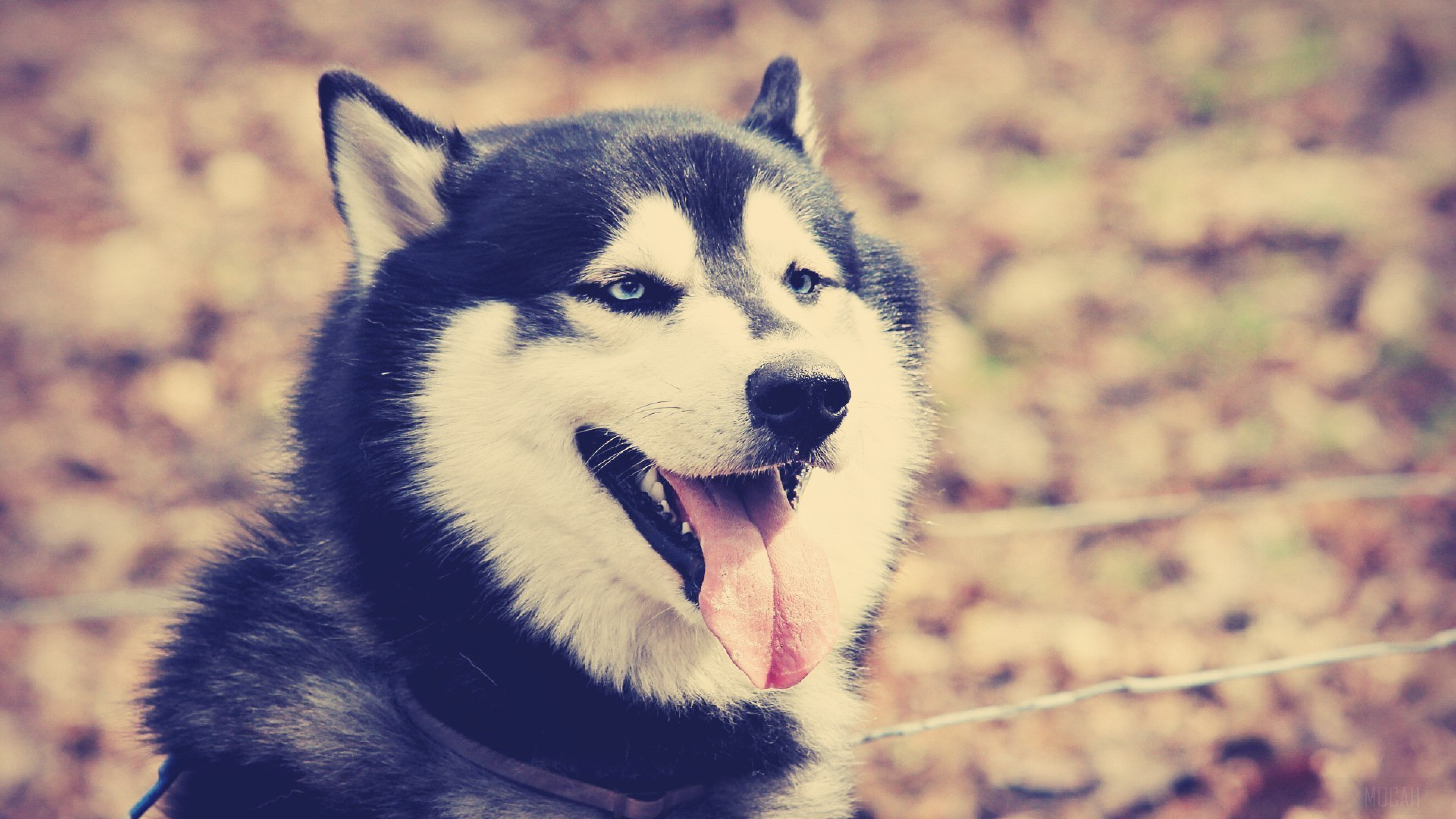 Siberian Husky dog with blue eyes HD Wallpaper