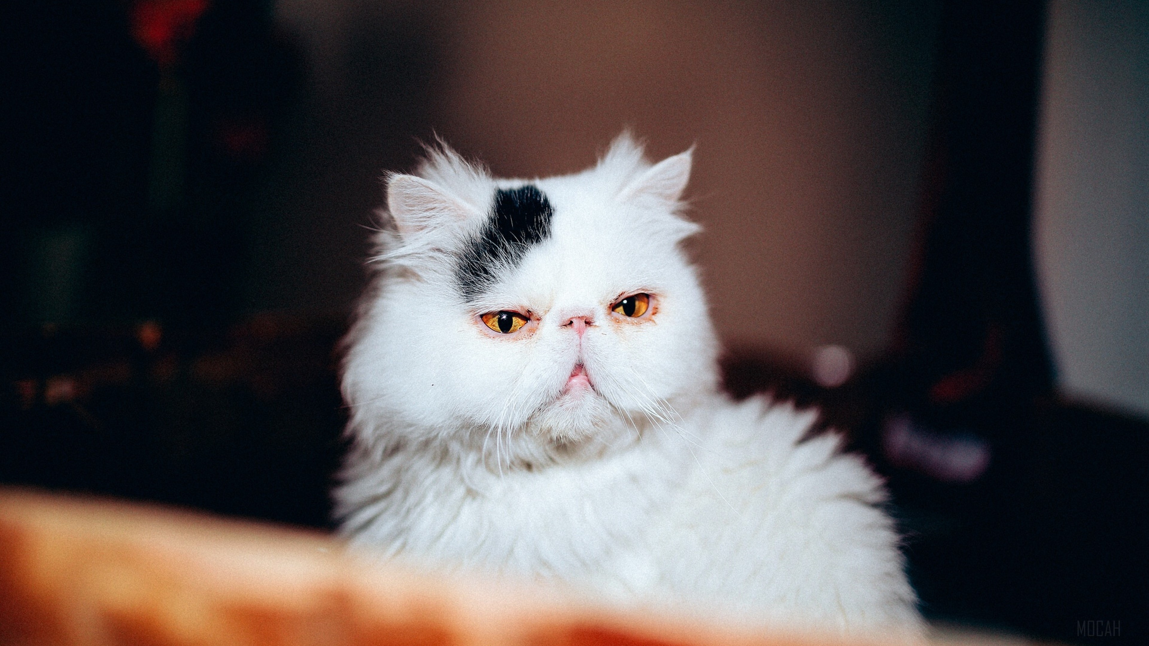 White Persian Cat with Black Spot 4K HD Wallpaper