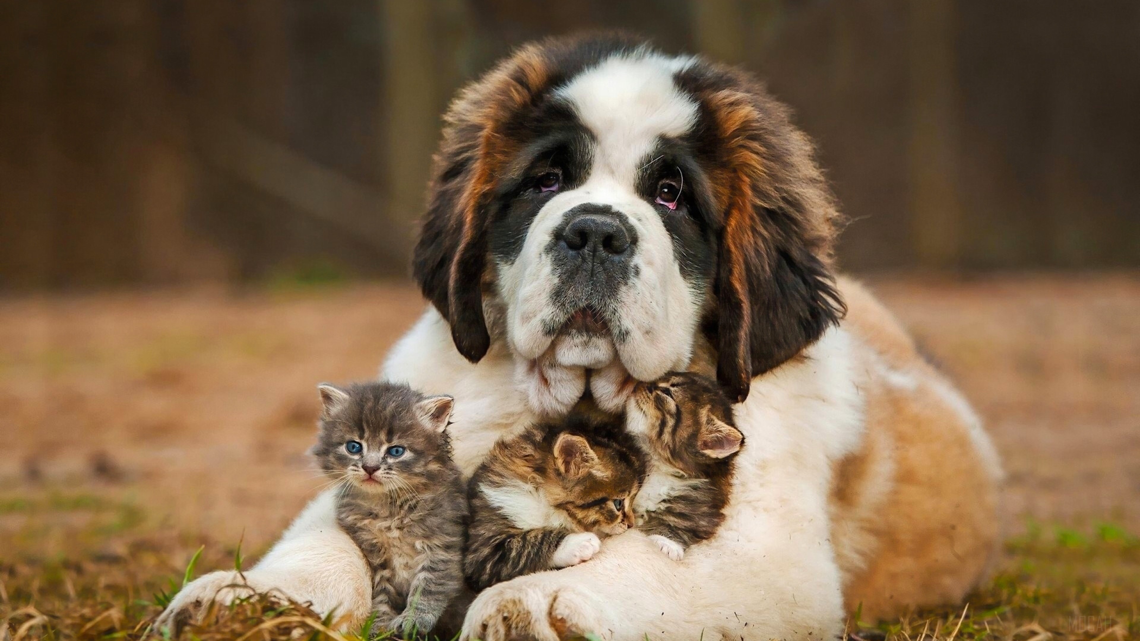 Saint Bernard Dog with Kittens 4K HD Wallpaper
