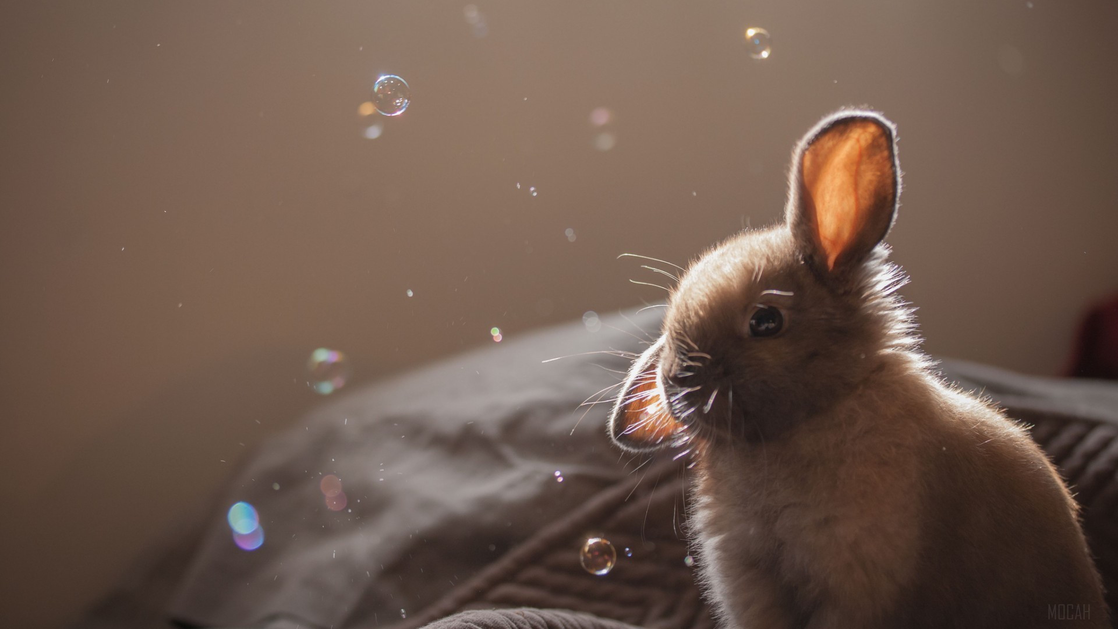 Cute Rabbit with Bubbles in Soft Light 4K HD Wallpaper