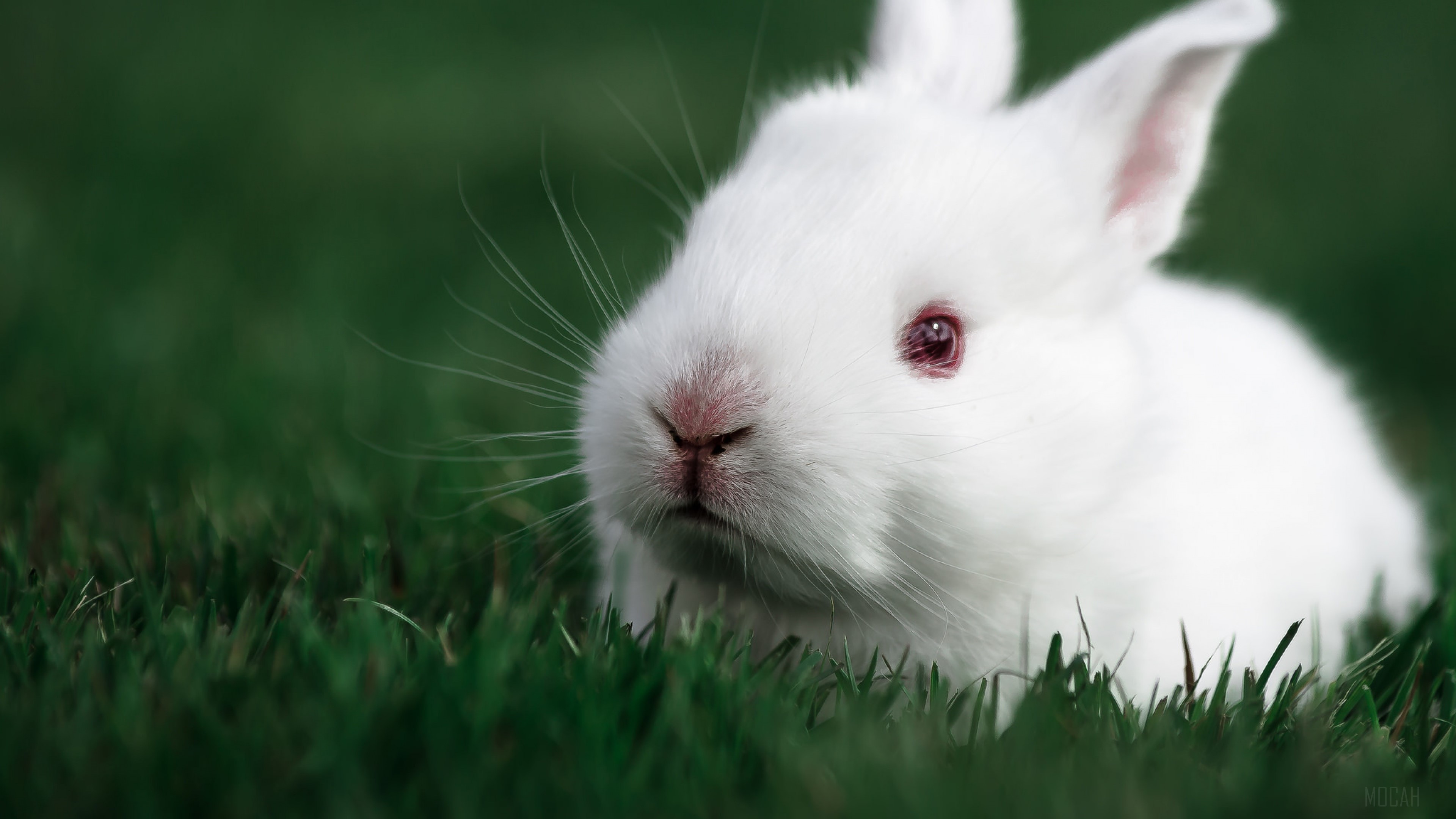 Cute White Rabbit in Grass 4K HD Wallpaper
