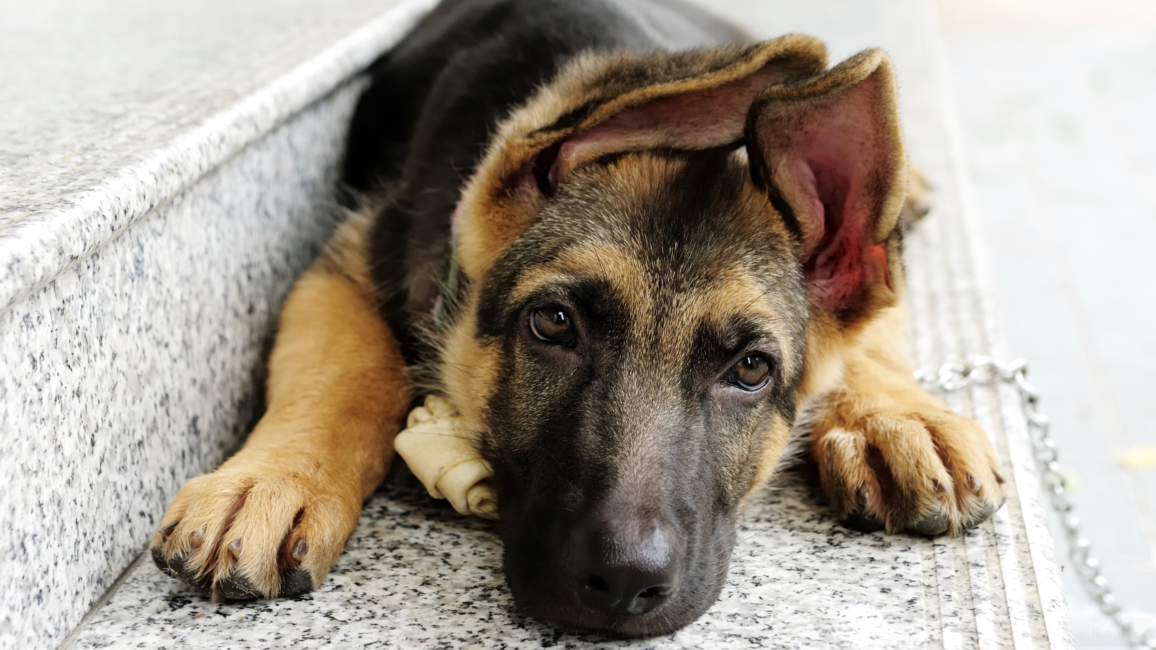 German Shepherd puppy lying down HD Wallpaper