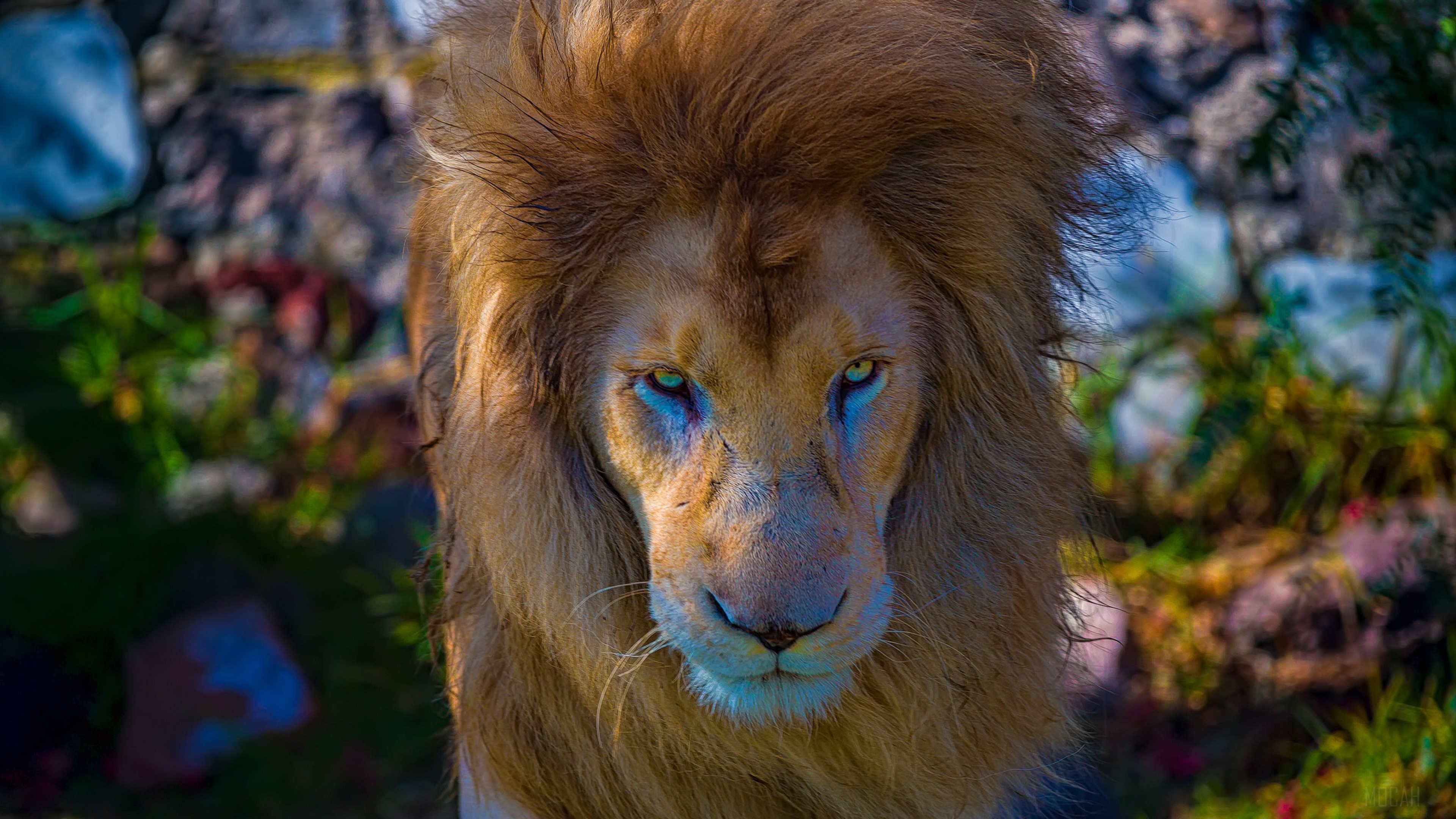 Lion Predator HD Wallpaper