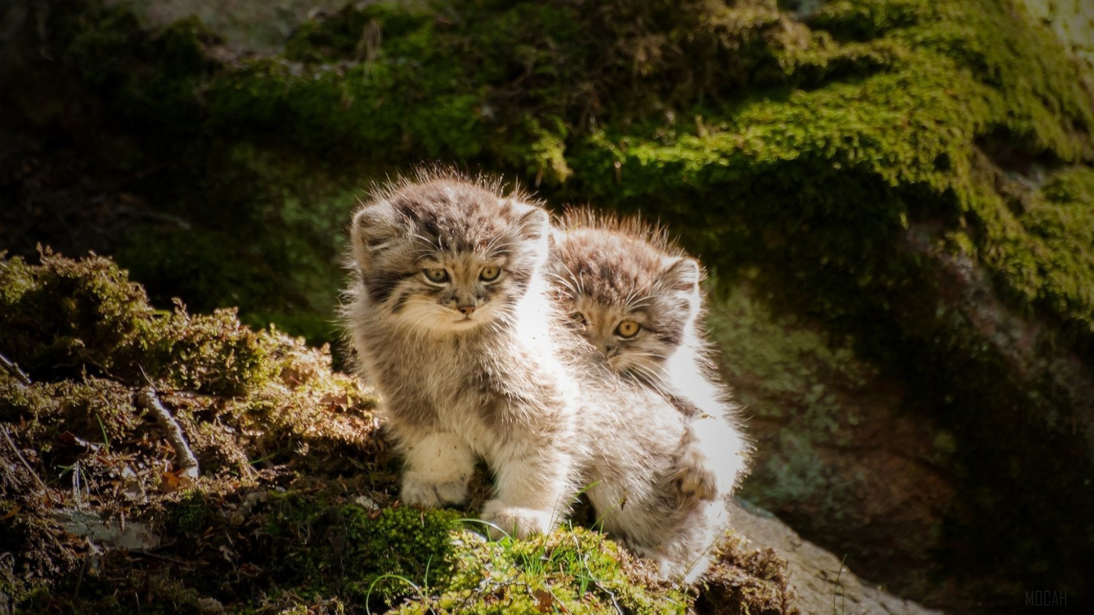 Two adorable Pallas's cat kittens in mossy forest HD Wallpaper