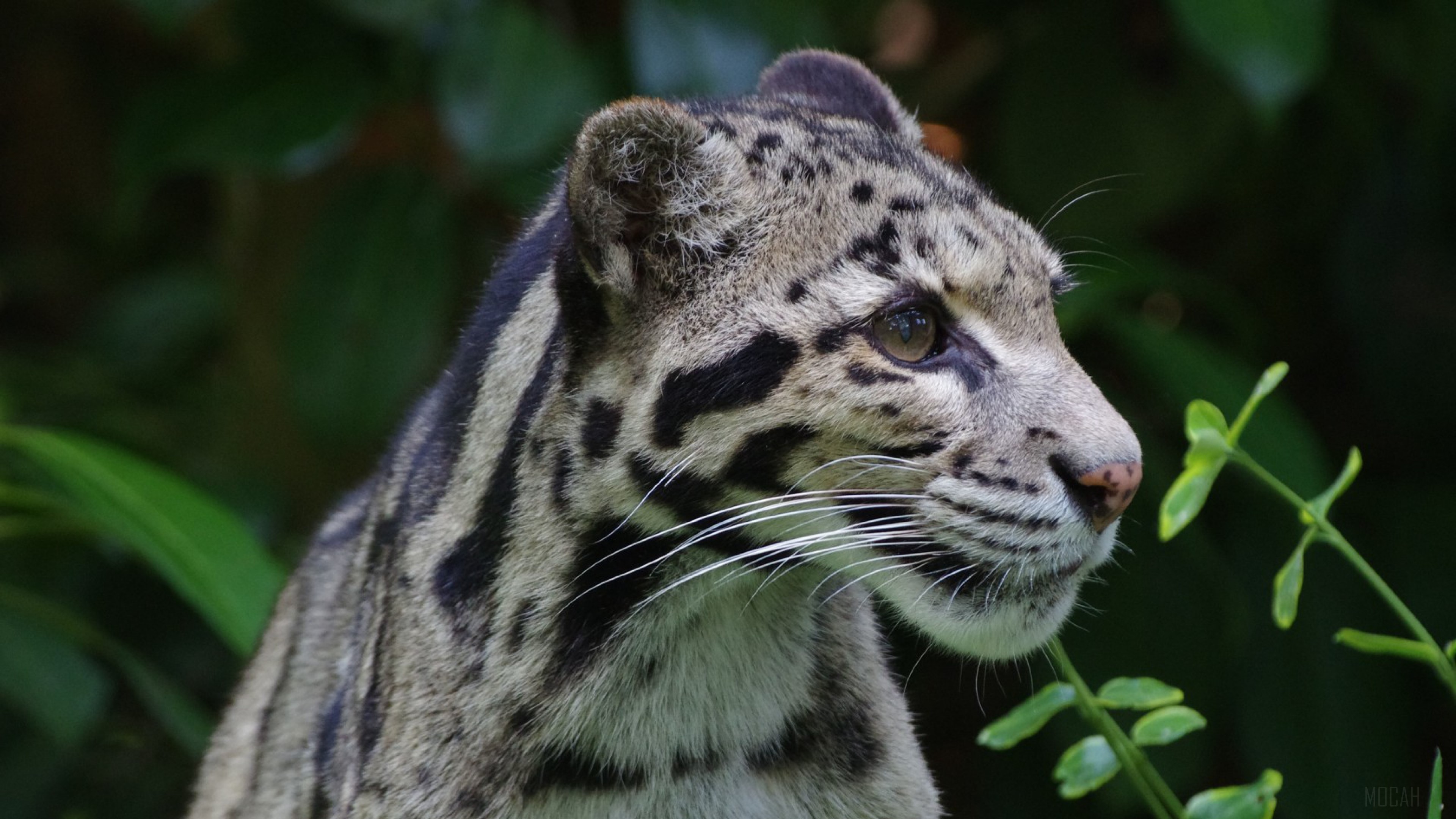 Clouded leopard in foliage 4K HD Wallpaper