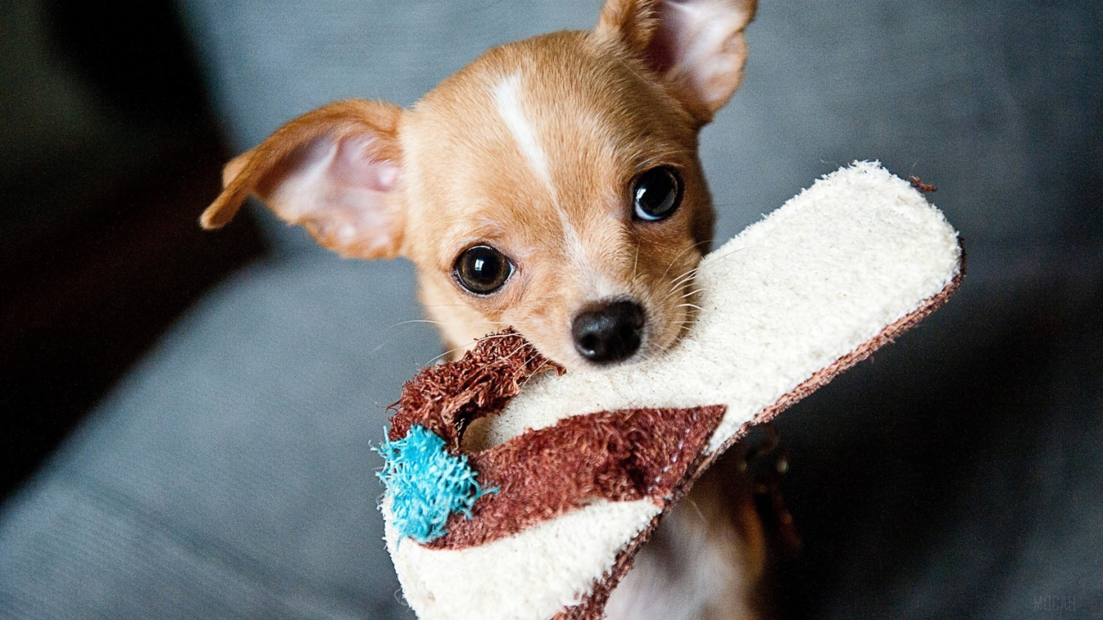 Chihuahua puppy holding a flip-flop HD Wallpaper