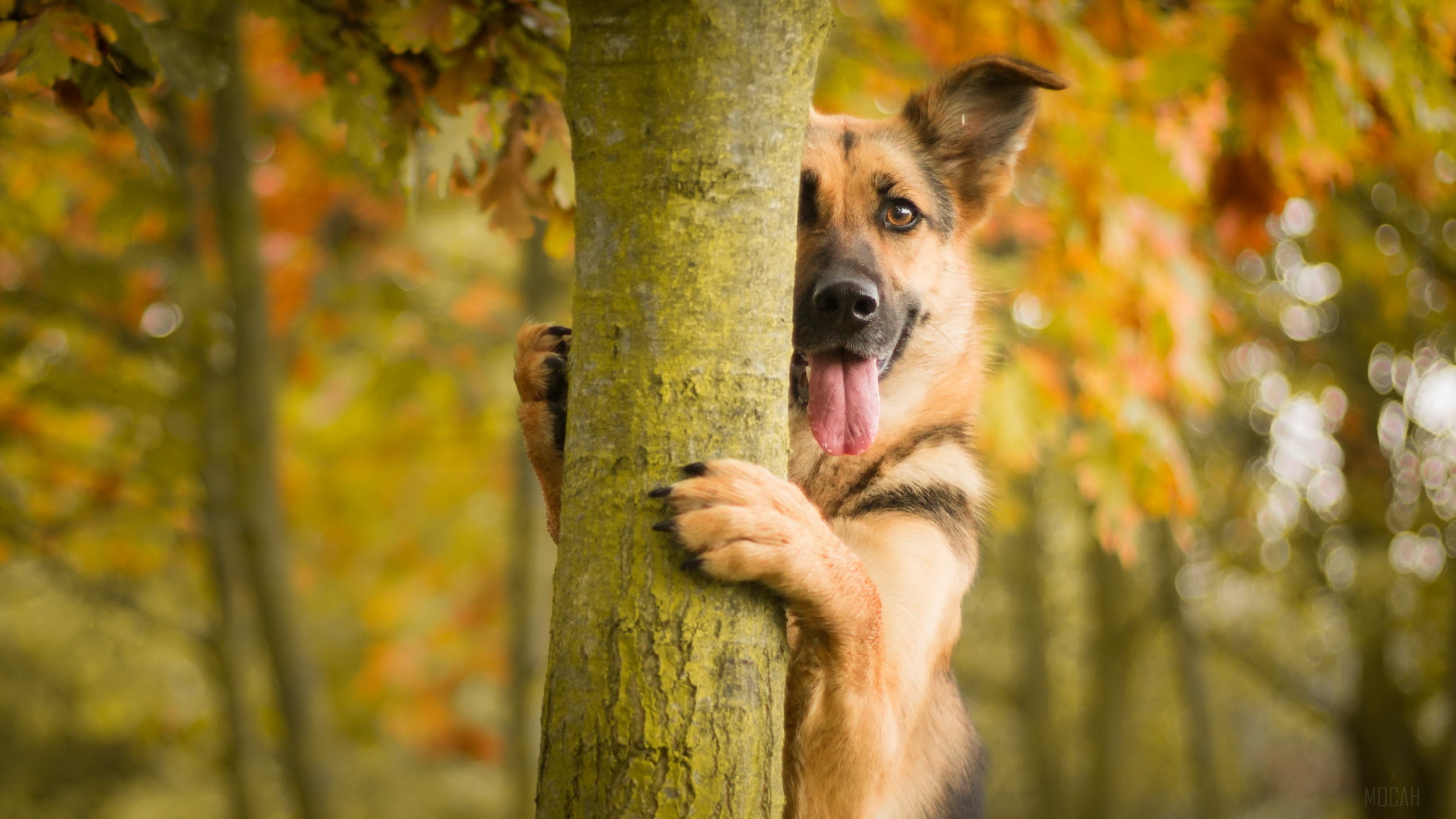 German Shepherd peeking from behind a tree HD Wallpaper