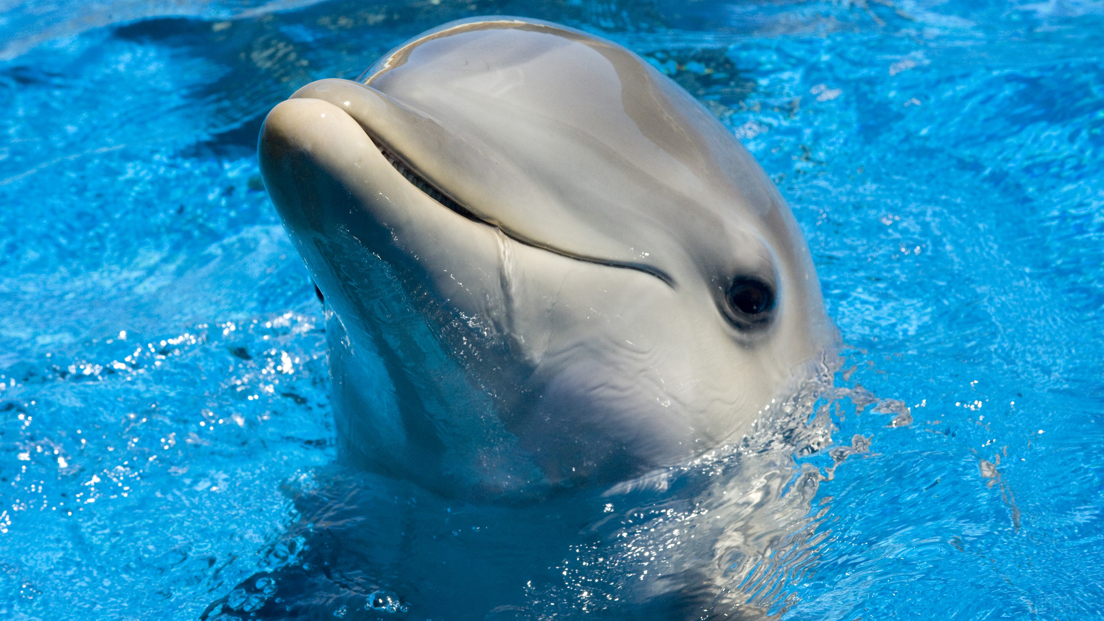Cute Dolphin in Blue Water 4K HD Wallpaper