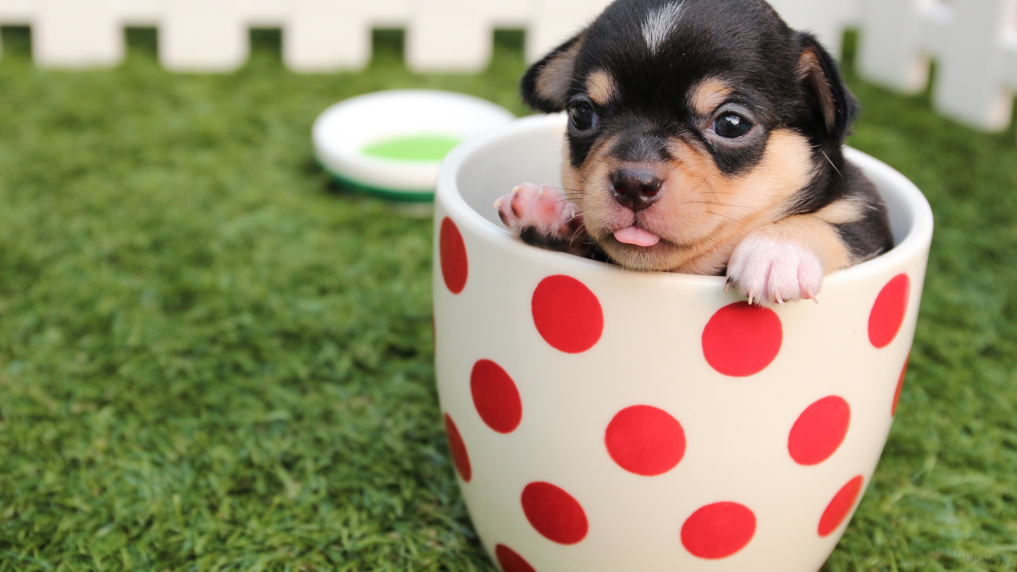 Adorable Puppy in Polka Dot Cup HD Wallpaper