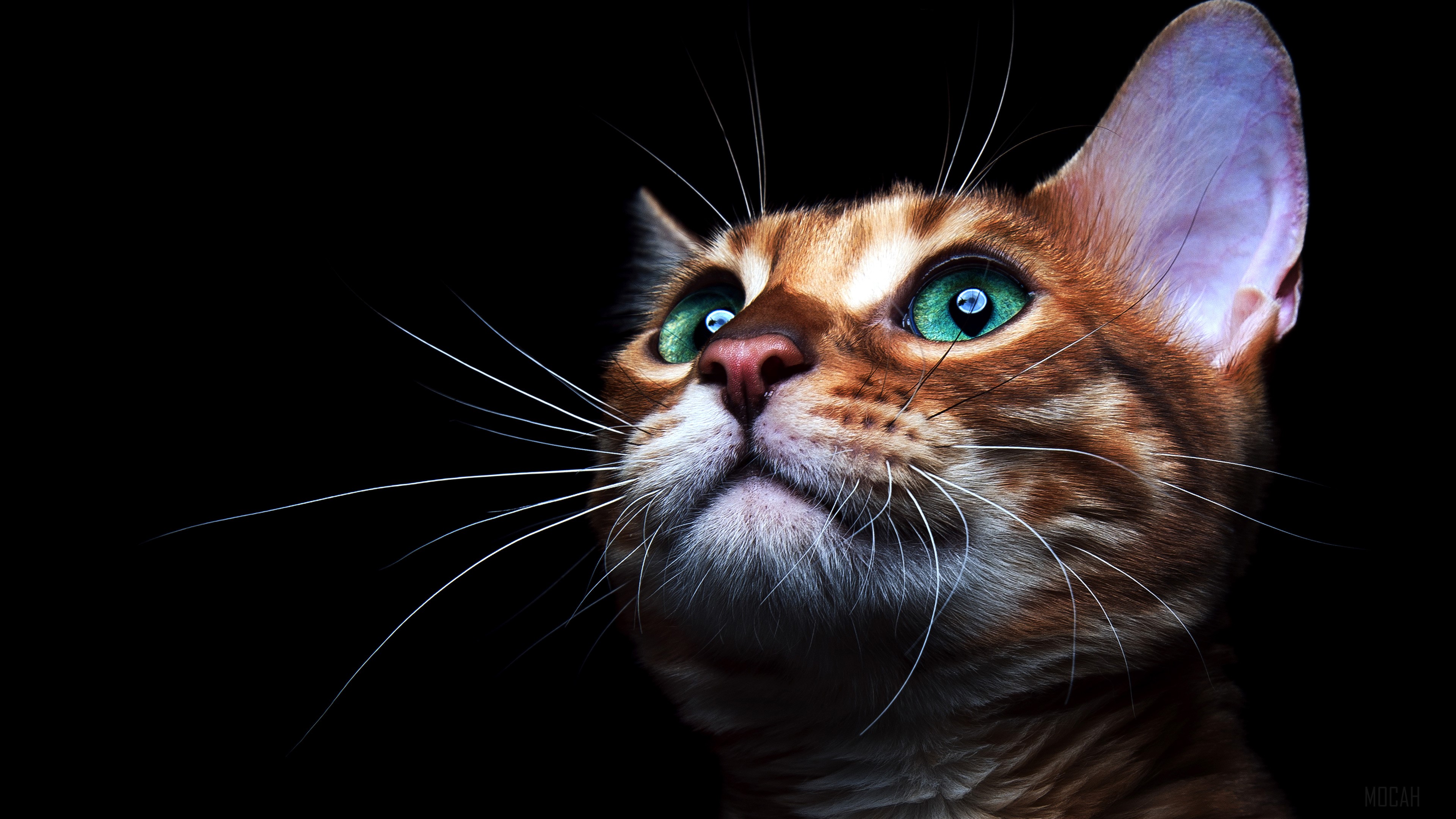Cat with Deep Sea Green Eyes 4K HD Wallpaper
