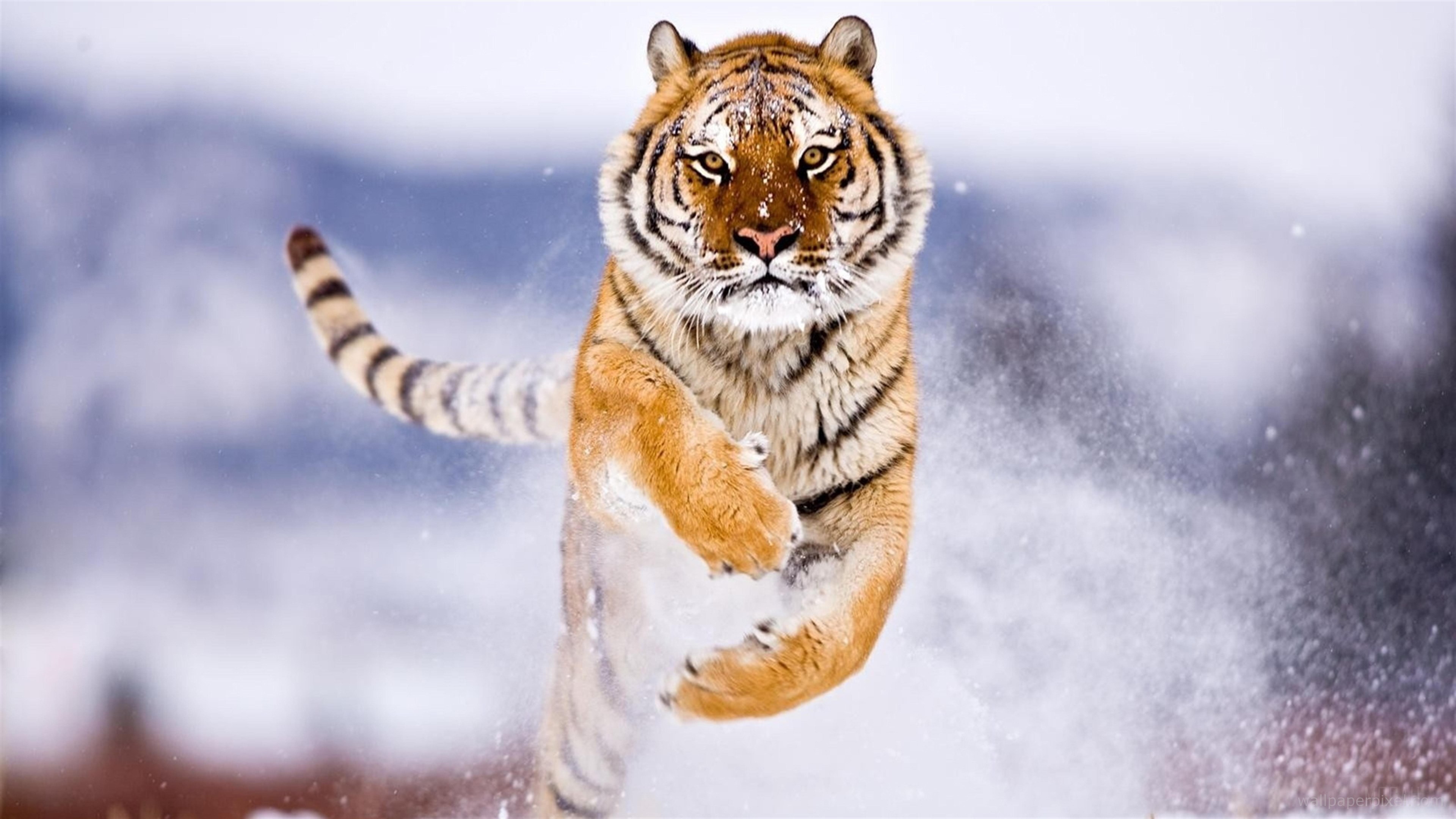 Tiger running in snow 4K HD Wallpaper