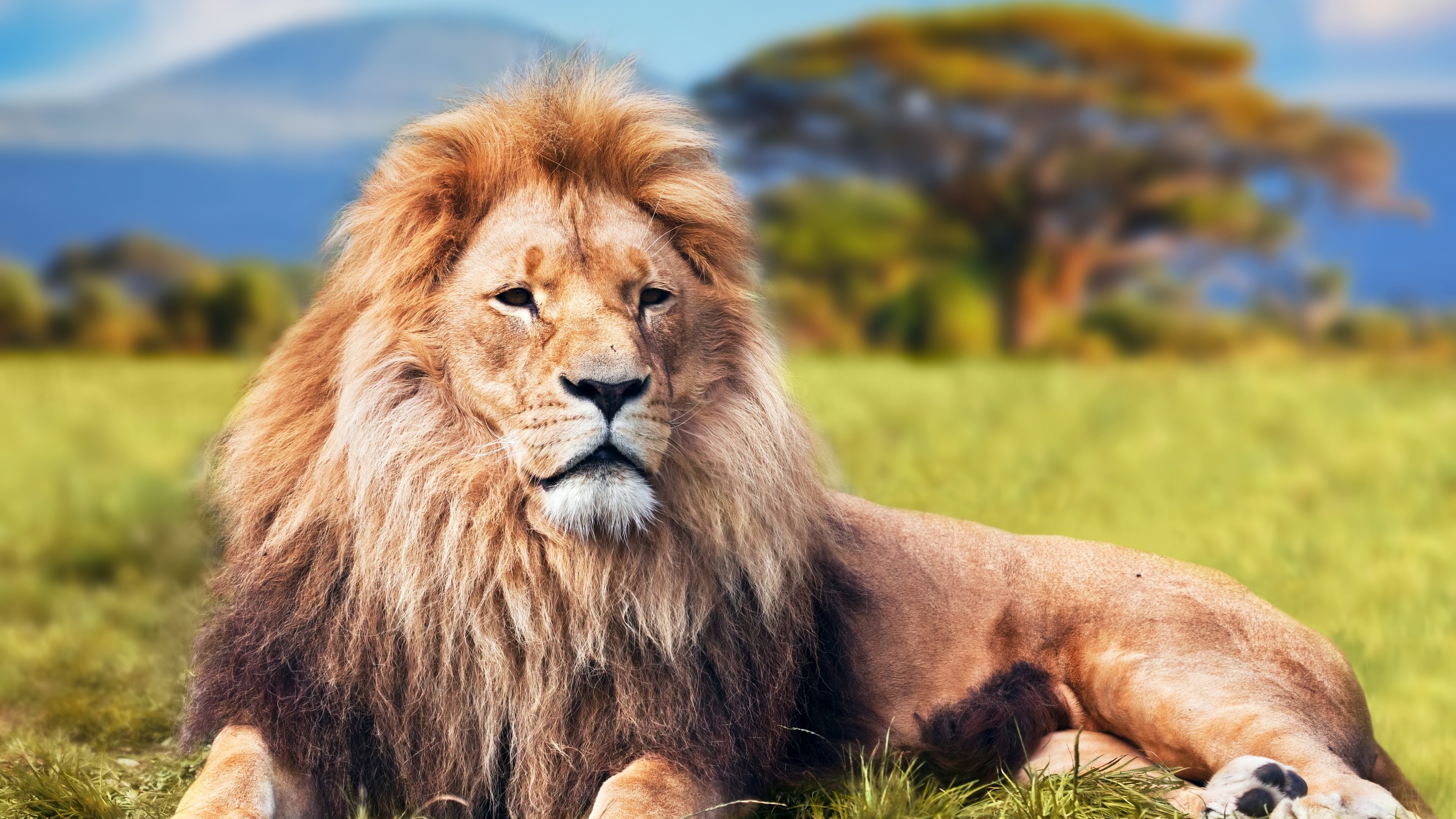 Lion in a grassy field with trees and mountains HD Wallpaper