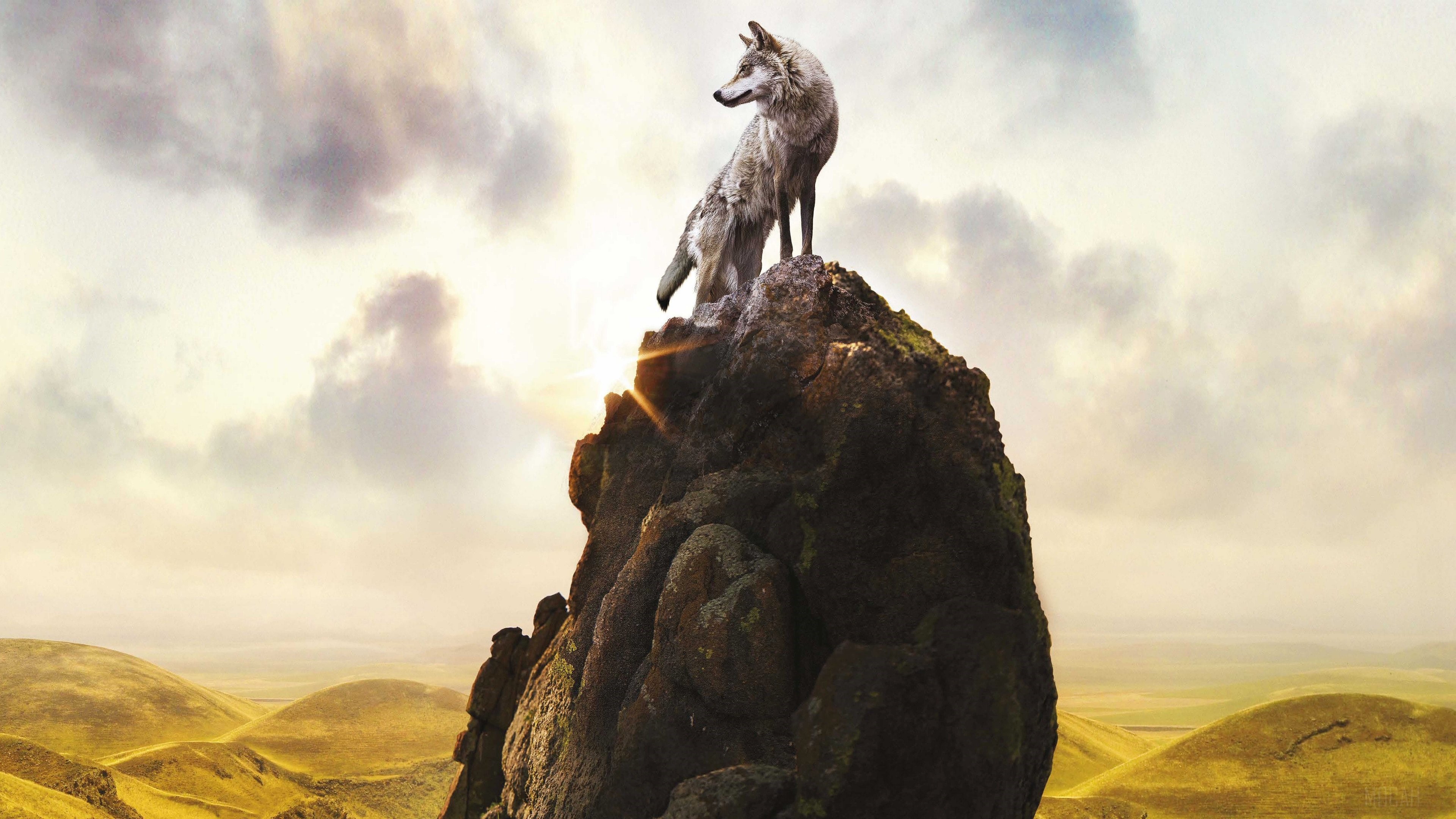 Wolf on a rocky outcrop in 4K HD Wallpaper
