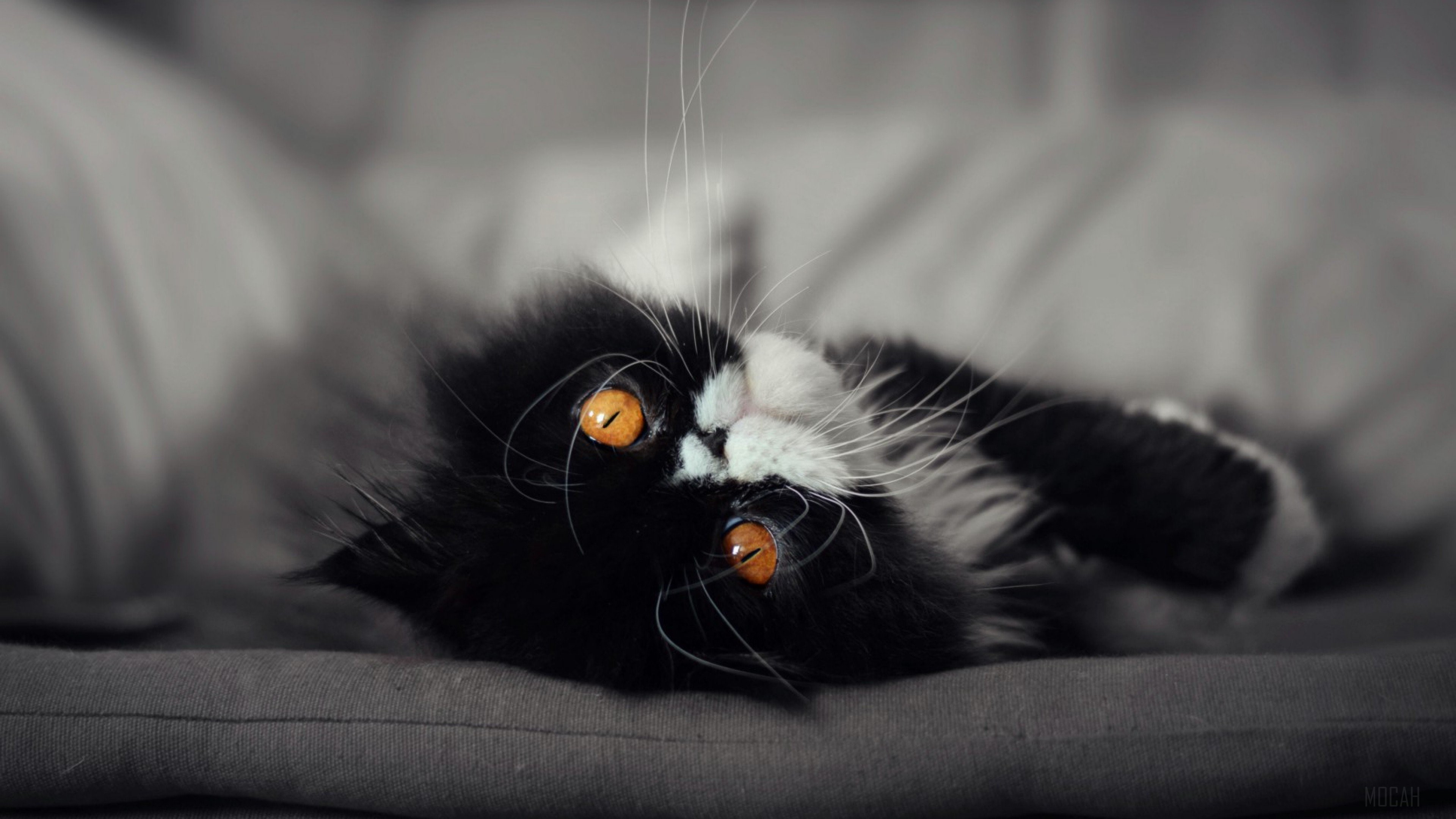 Black and white cat with orange eyes HD Wallpaper