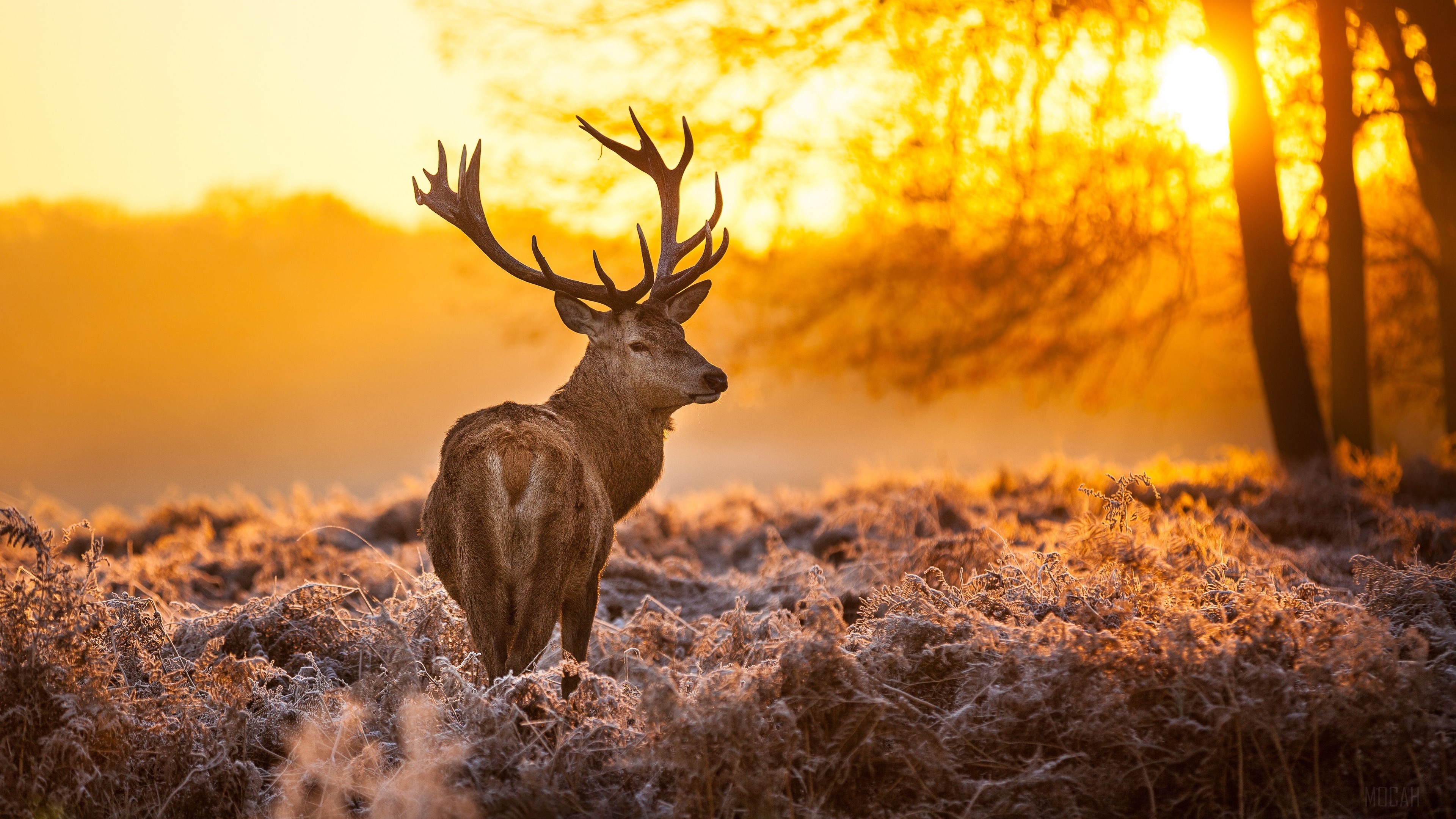 Deer in a frosty forest at sunrise 4K HD Wallpaper
