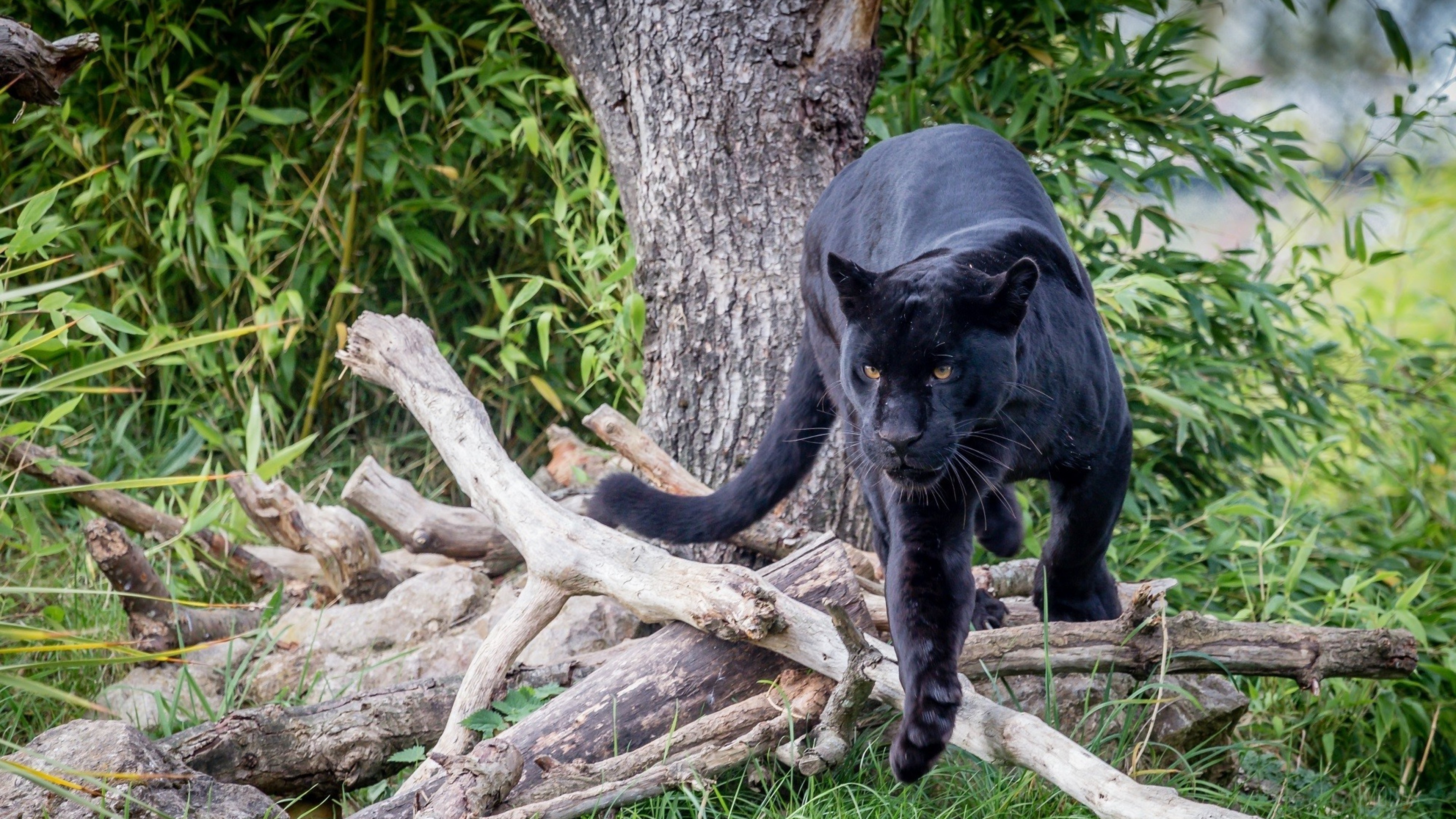 Black Panther walking in a forest HD Wallpaper