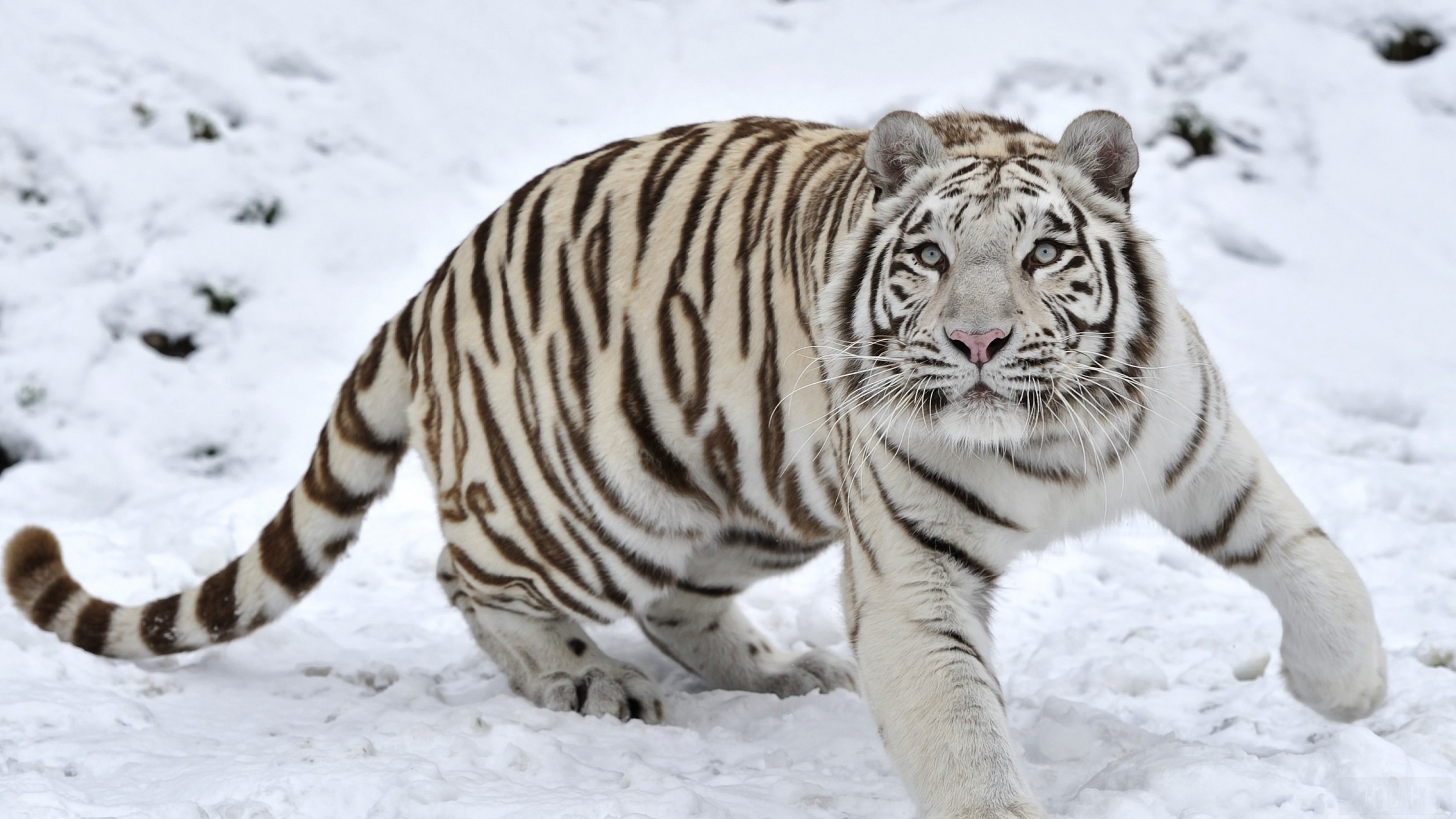 White Tiger in Snow 4K HD Wallpaper
