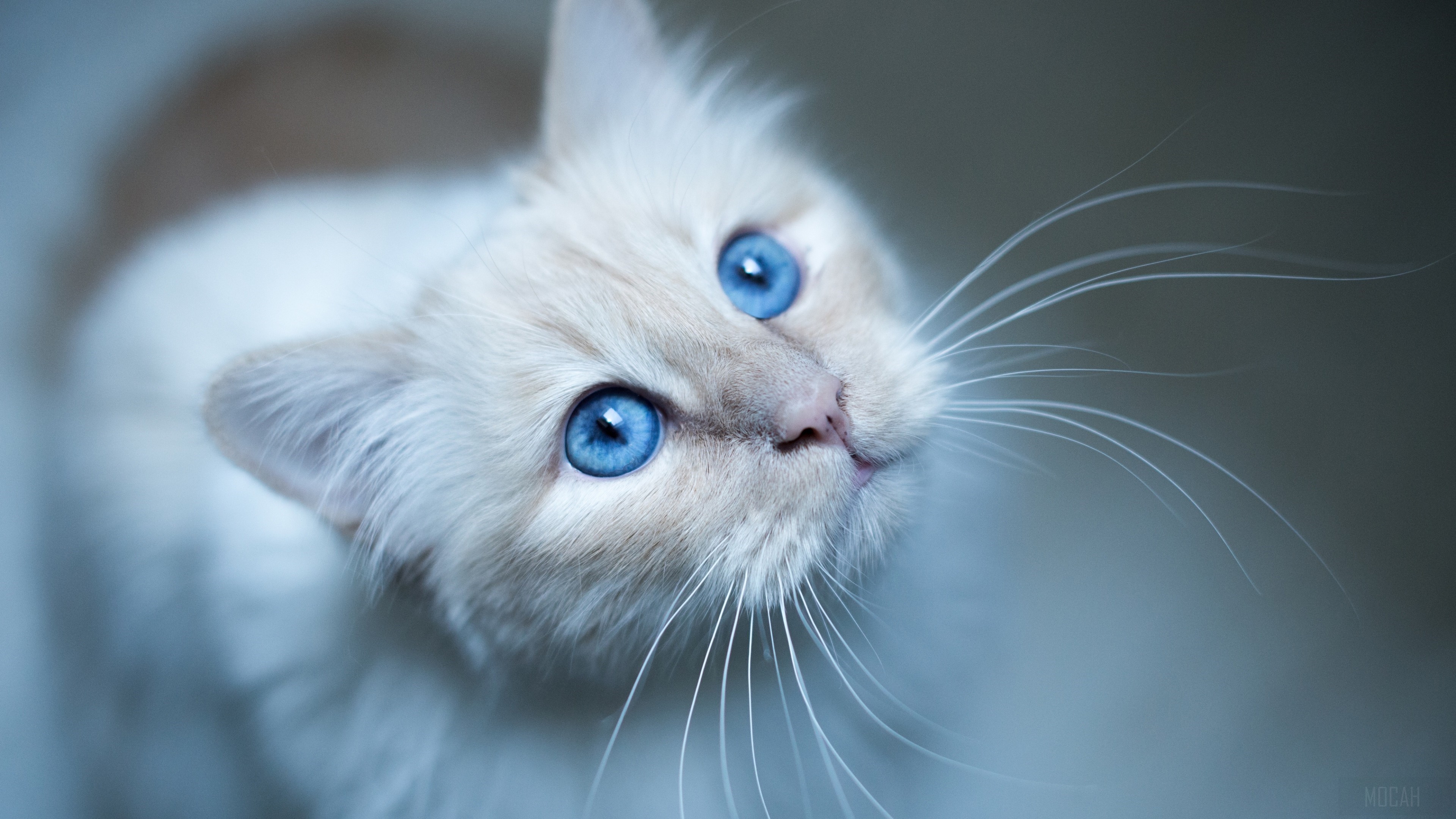 Close-up of a white cat with blue eyes HD Wallpaper