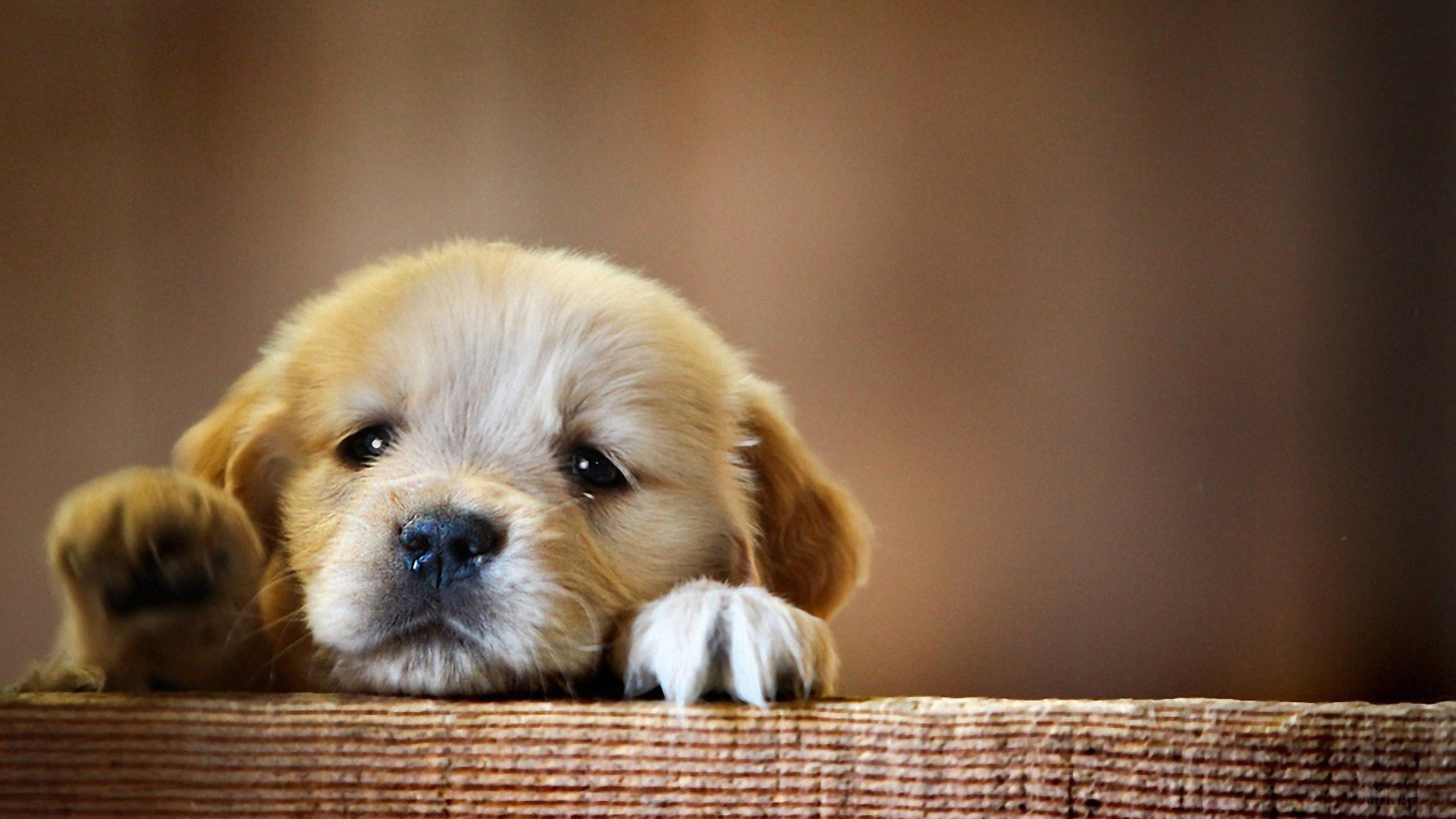 Golden Retriever Puppy 4K HD Wallpaper