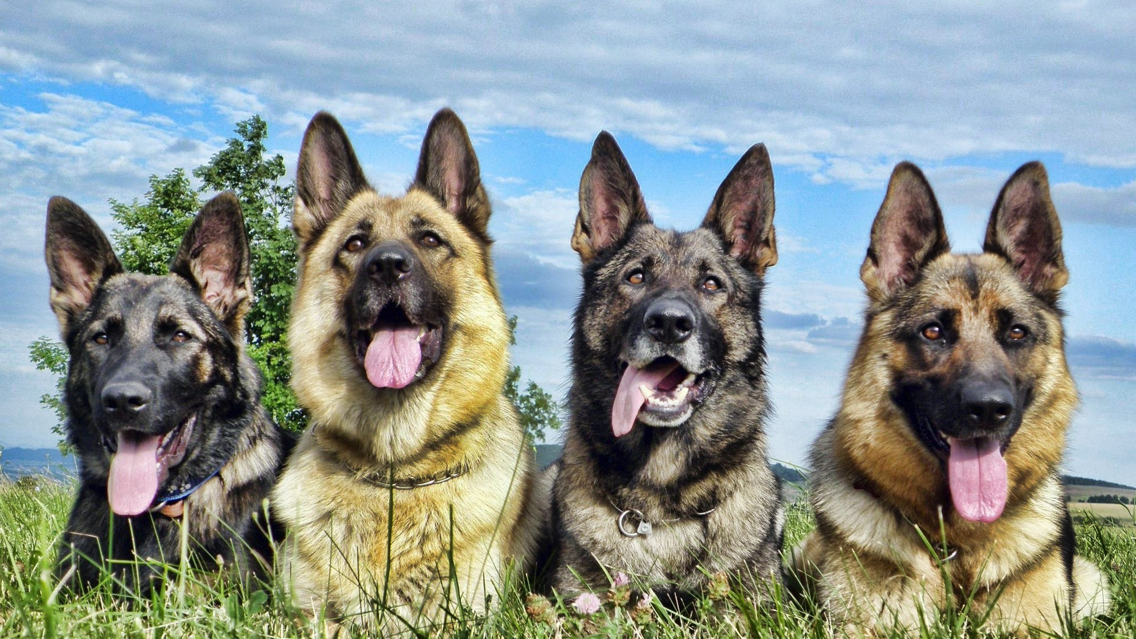 Four German Shepherds in a Field 4K HD Wallpaper