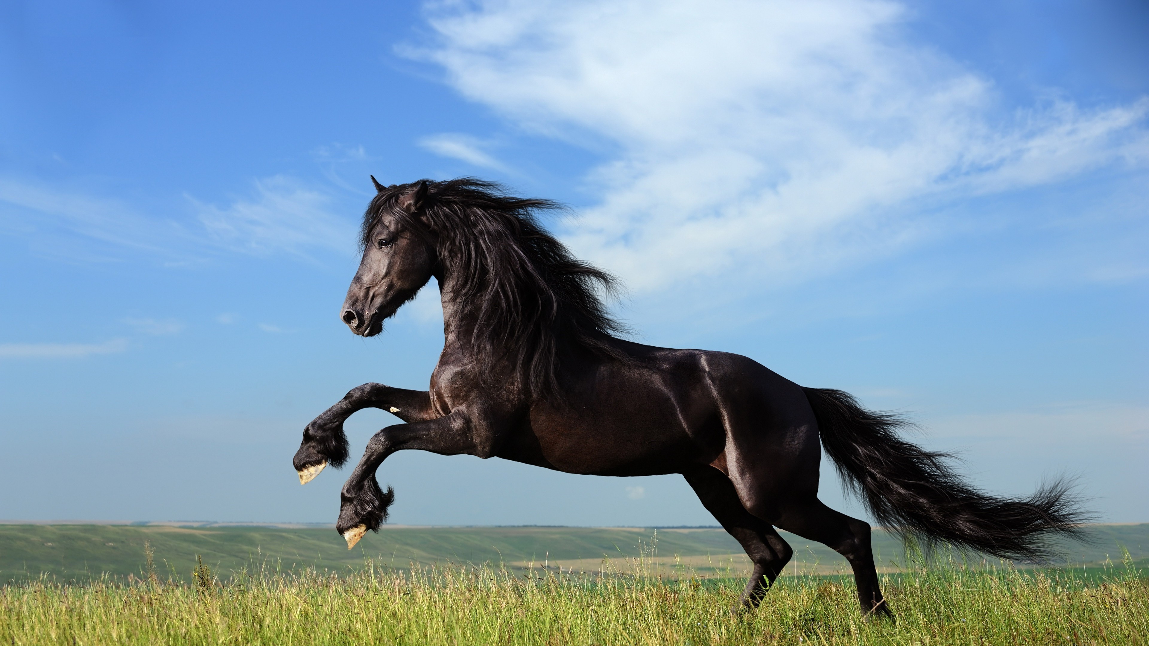 Black horse jumping in a field HD Wallpaper