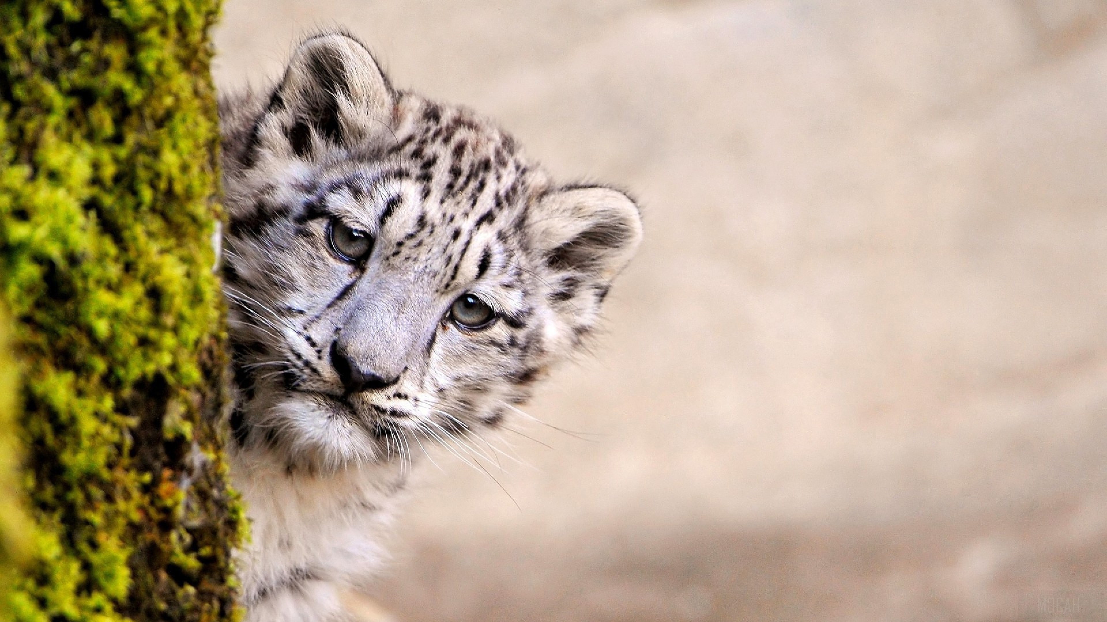 Young Snow Leopard Peeking from Behind Mossy Tree HD Wallpaper