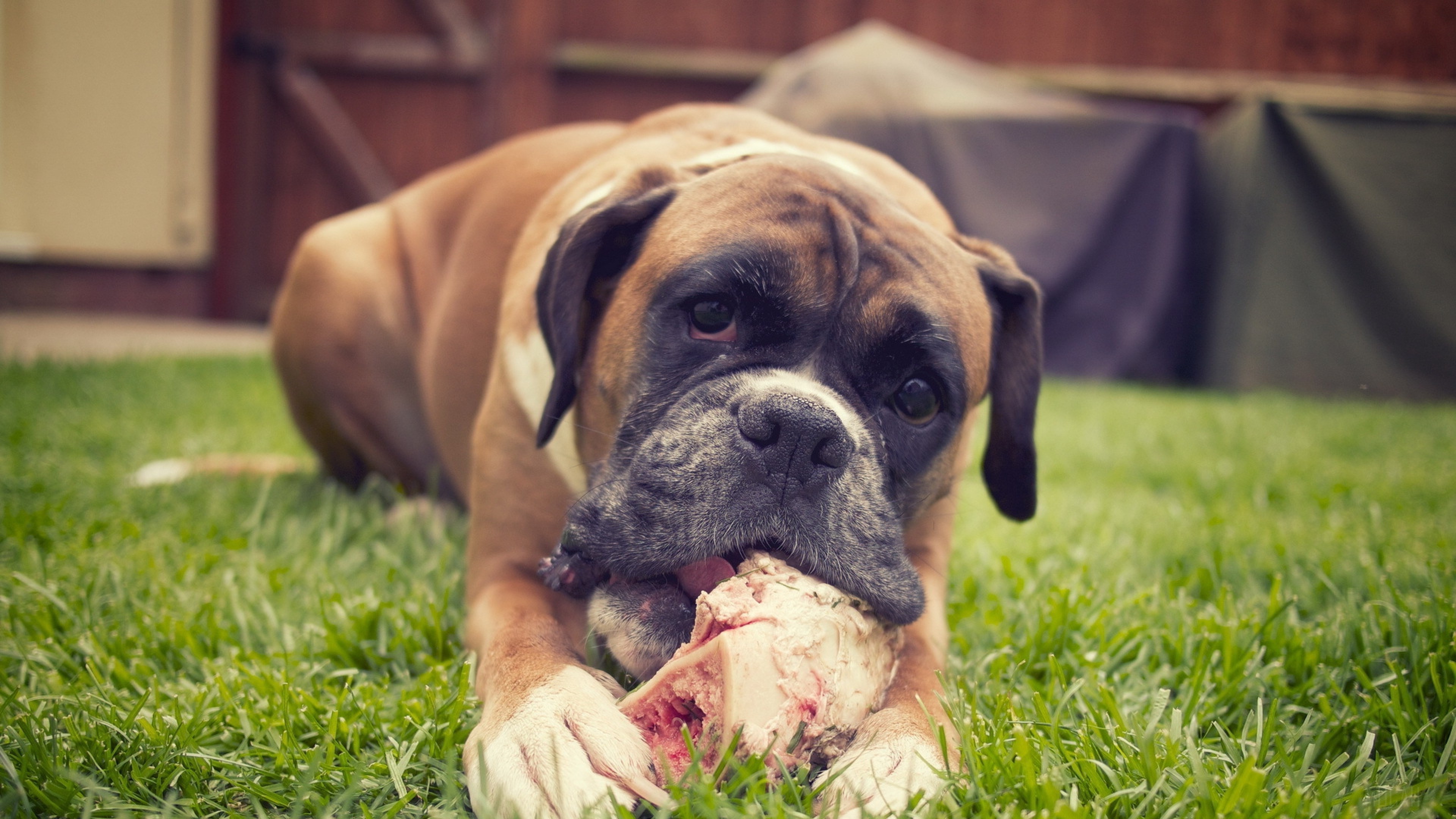 Boxer Dog Chewing a Bone Outdoors HD Wallpaper