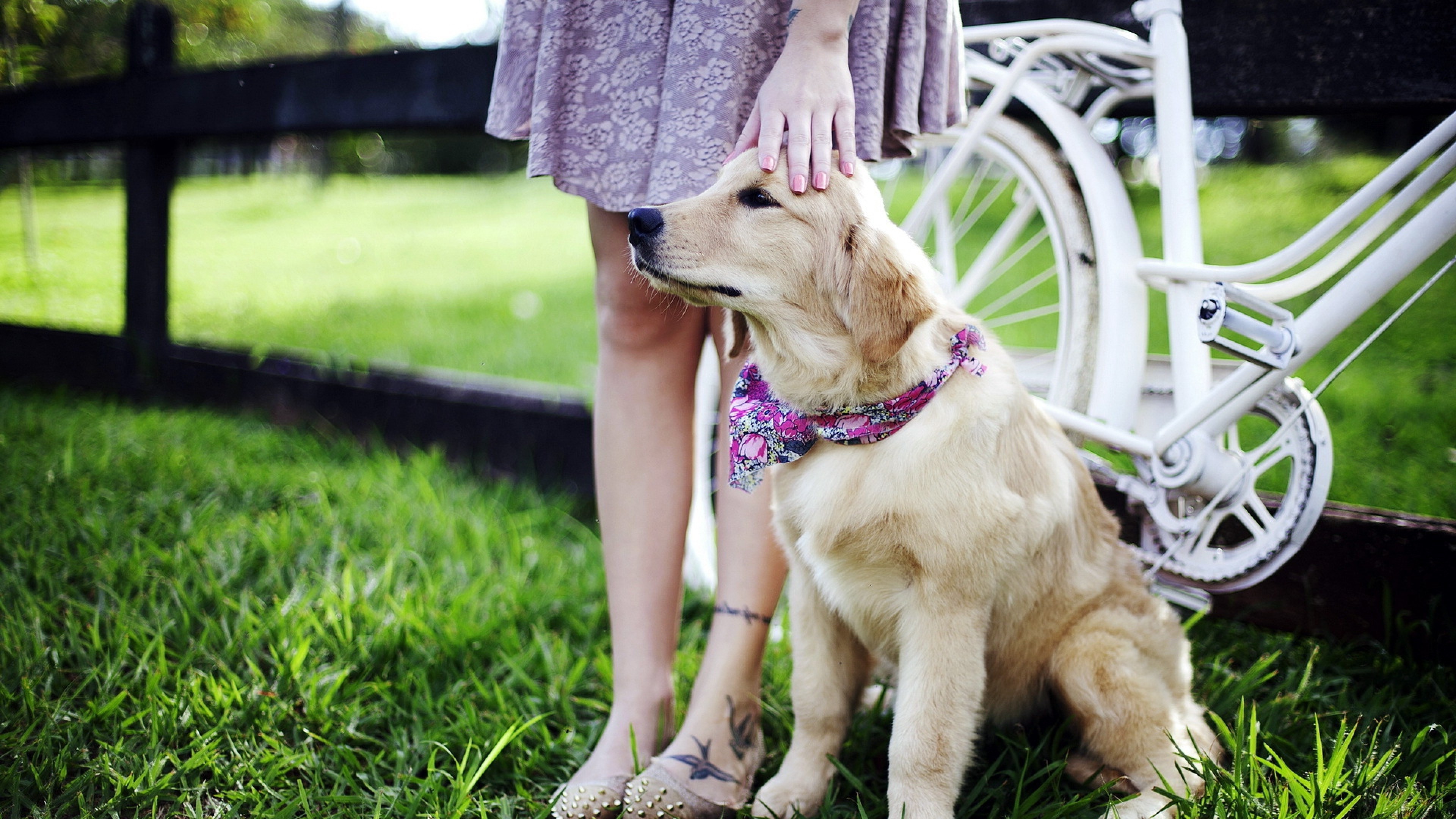 Golden Retriever dog with person and bicycle HD Wallpaper