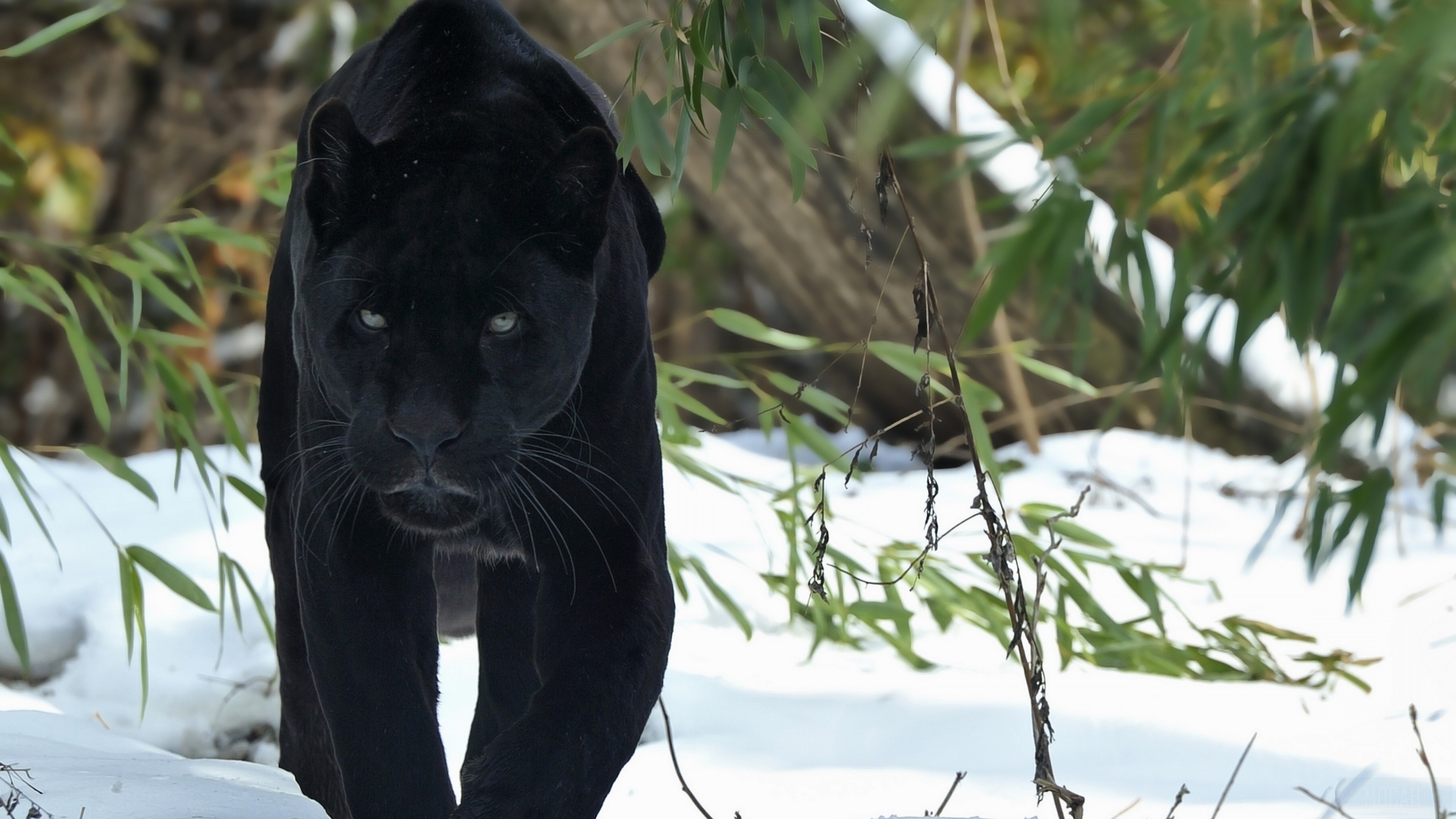 Black Panther in Snow HD Wallpaper