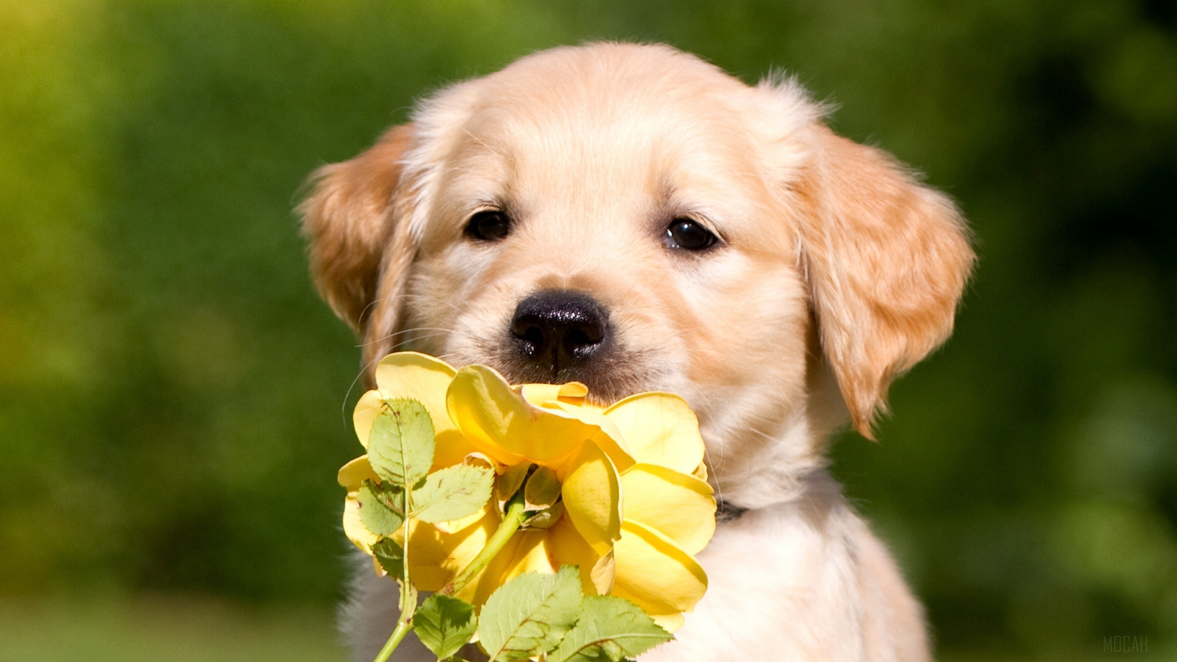 Golden Retriever Puppy Holding Yellow Rose 4K HD Wallpaper