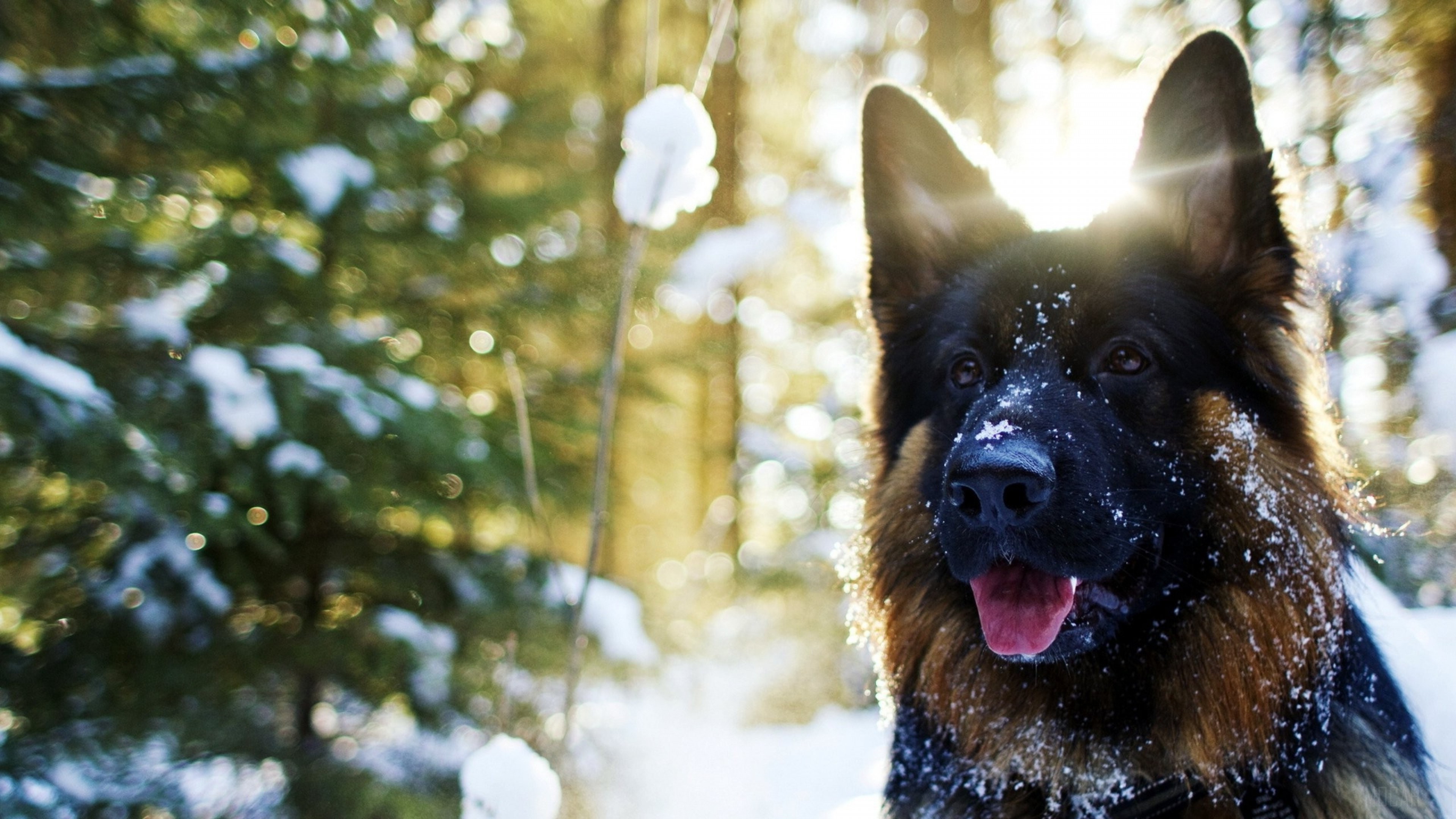 German Shepherd in snowy forest 4K HD Wallpaper