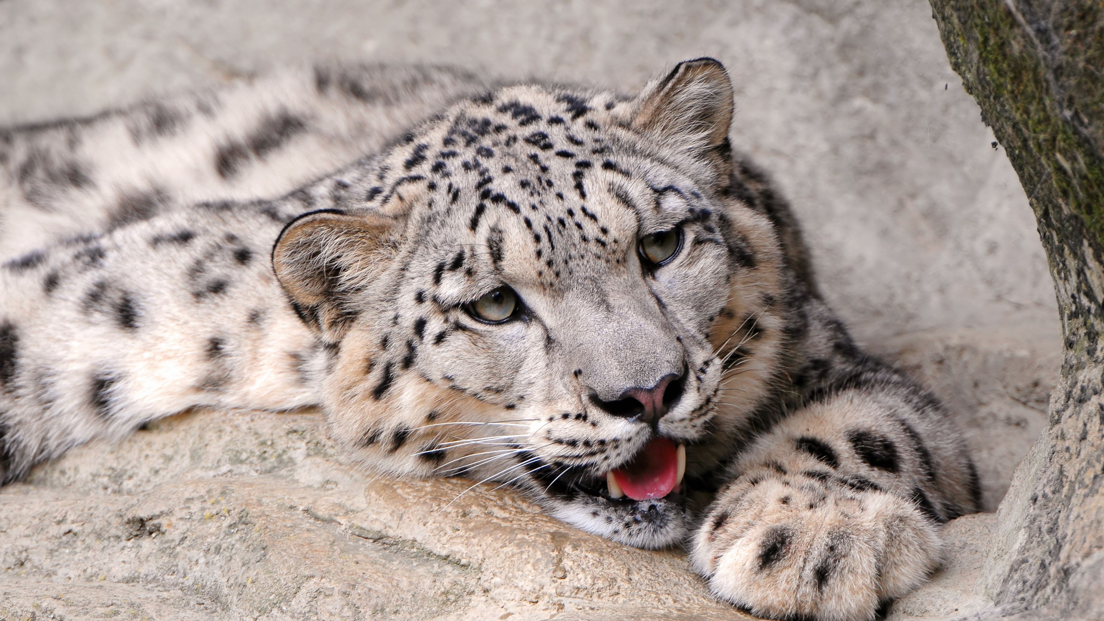 Snow Leopard HD Wallpaper