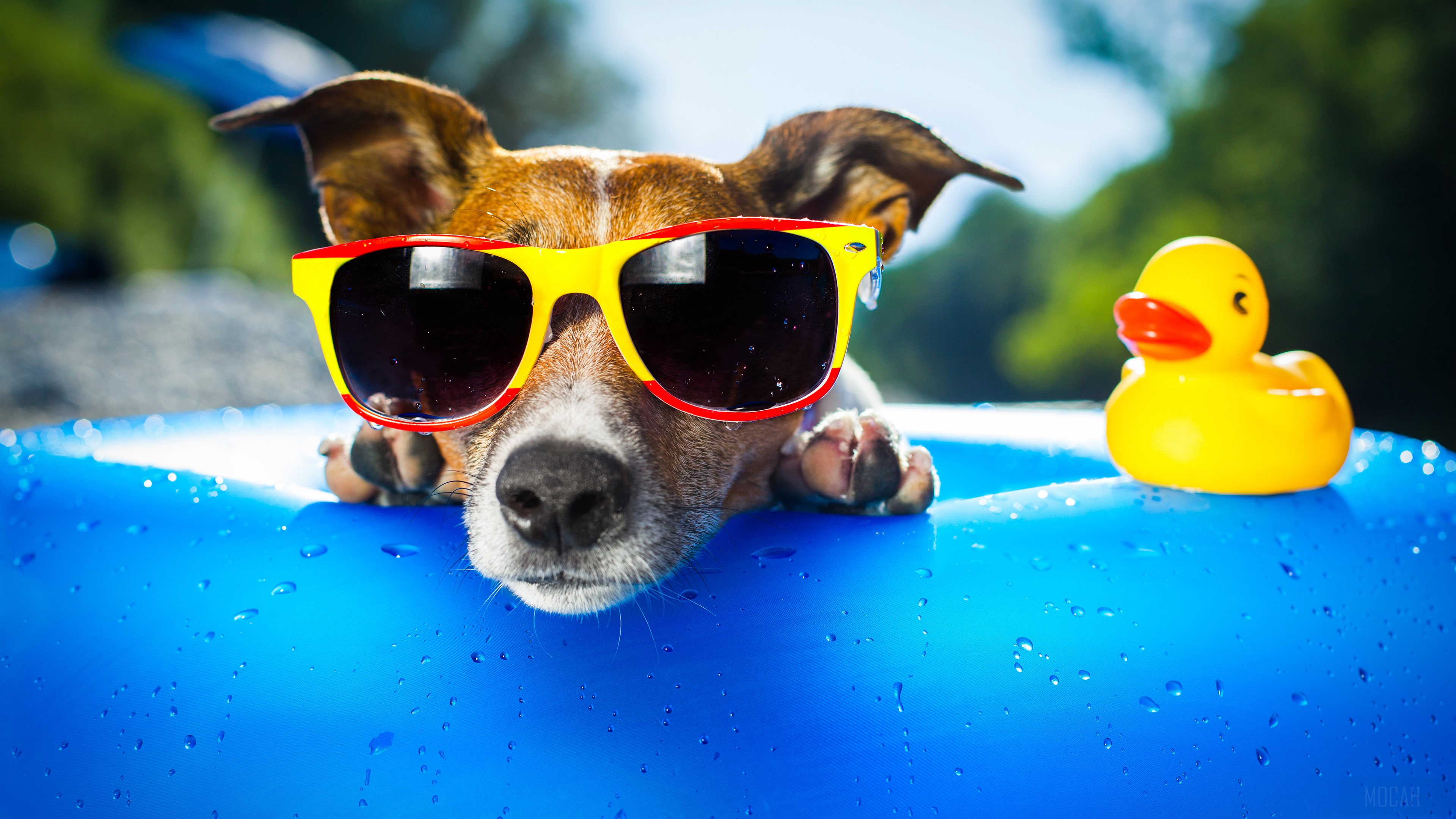 Dog Wearing Sunglasses HD Wallpaper