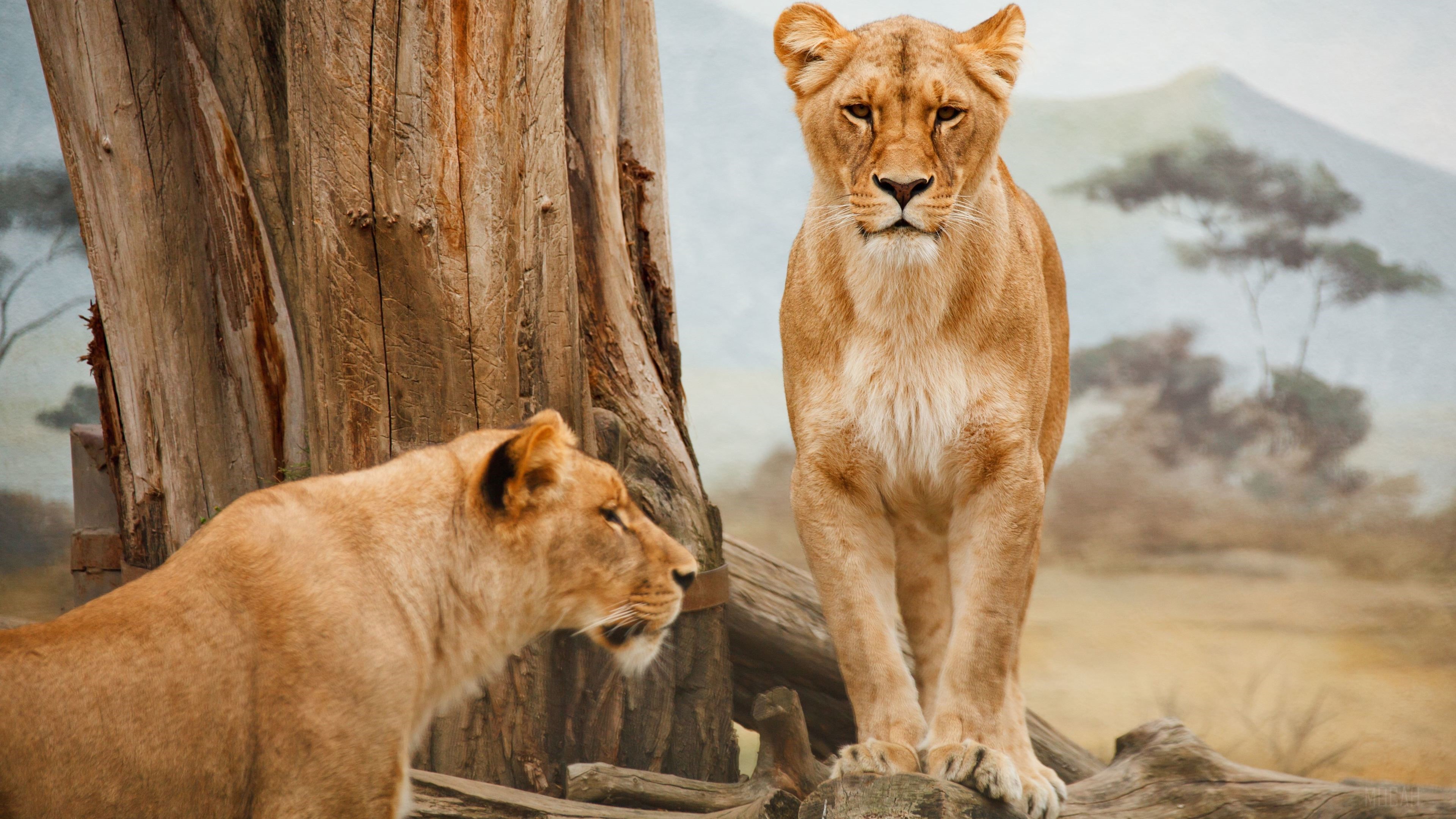 Two lions in a savanna landscape HD Wallpaper