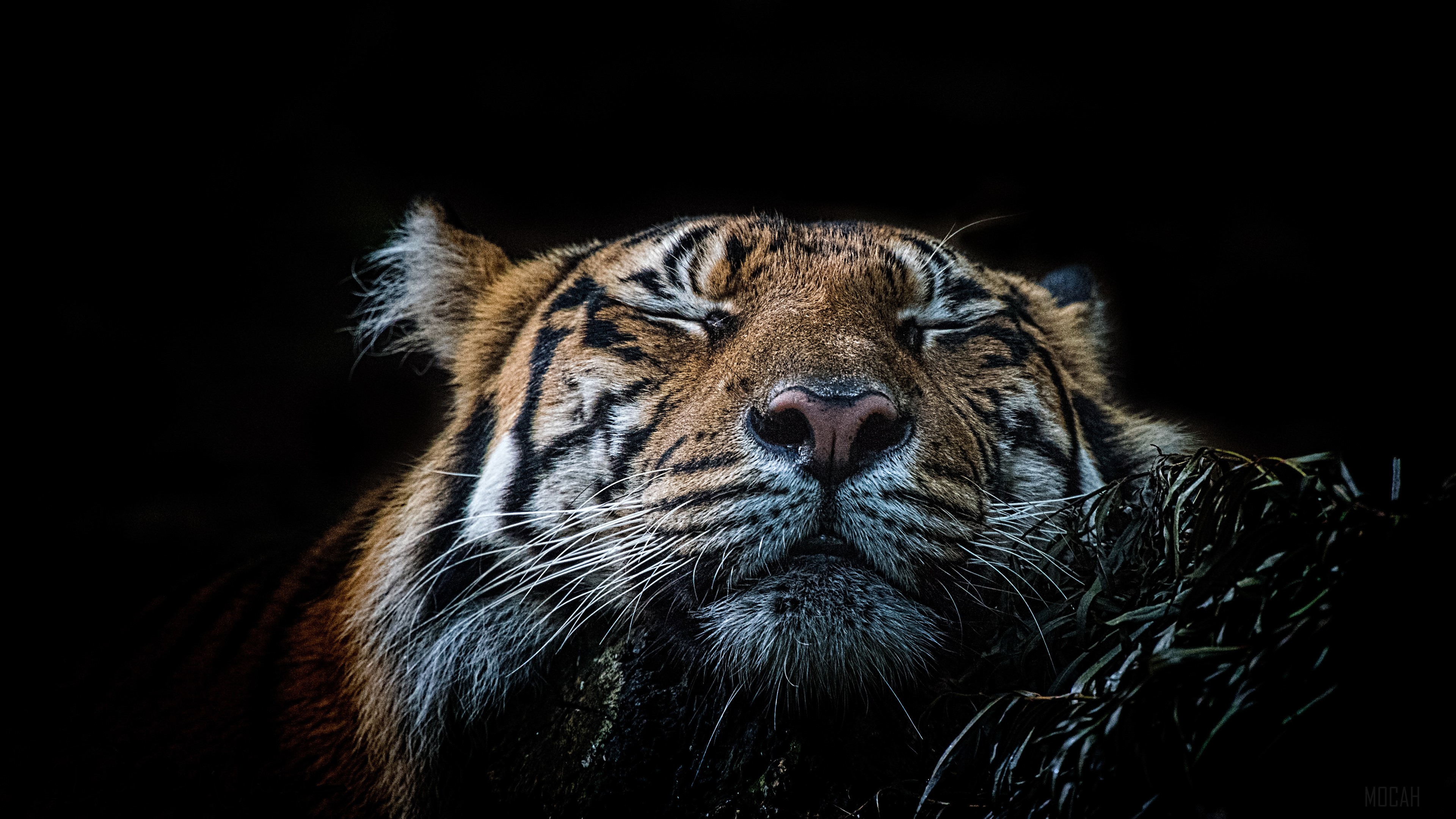 Tiger sleeping on dark background 4K HD Wallpaper
