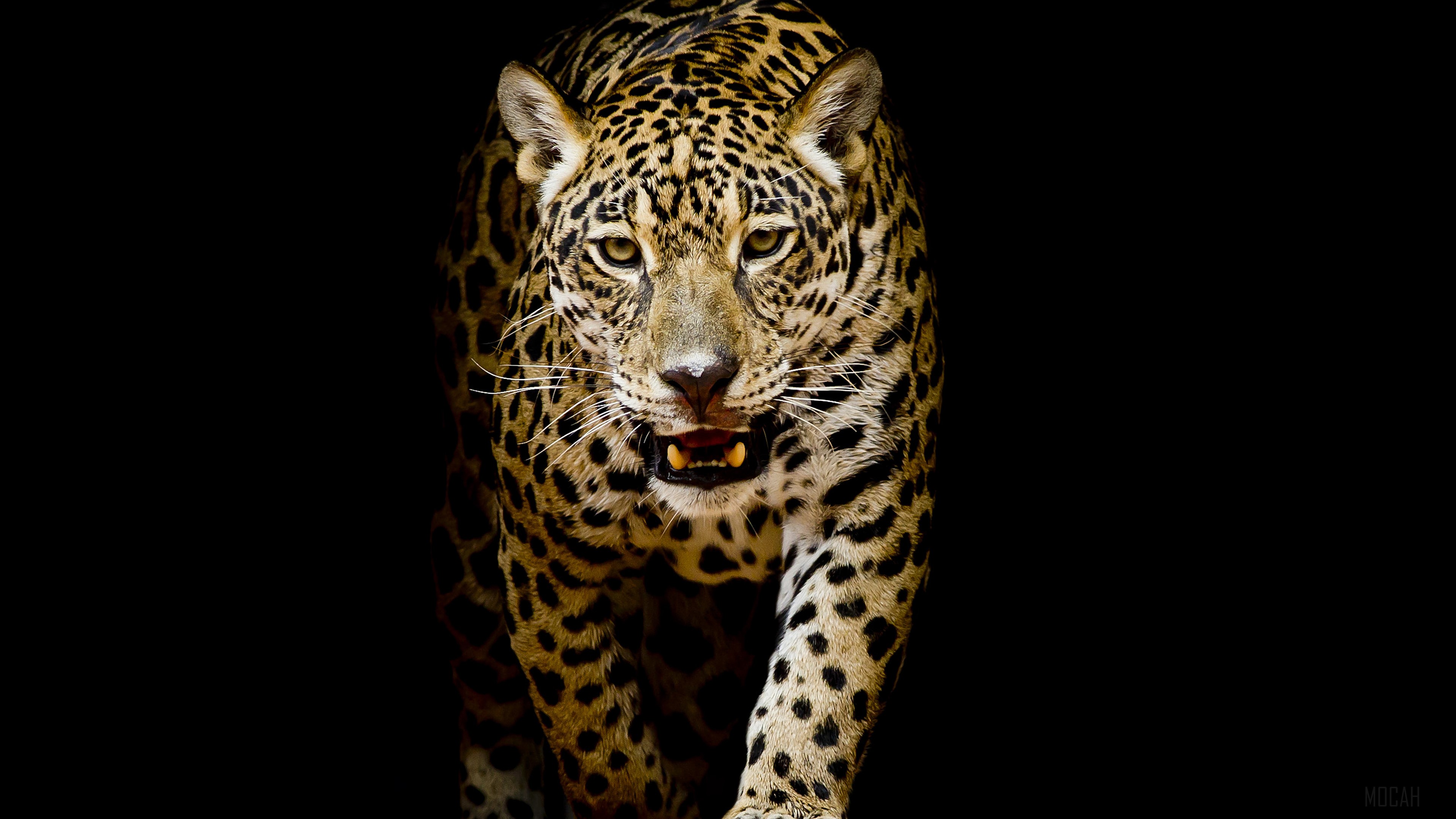 Jaguar with black background 4K HD Wallpaper