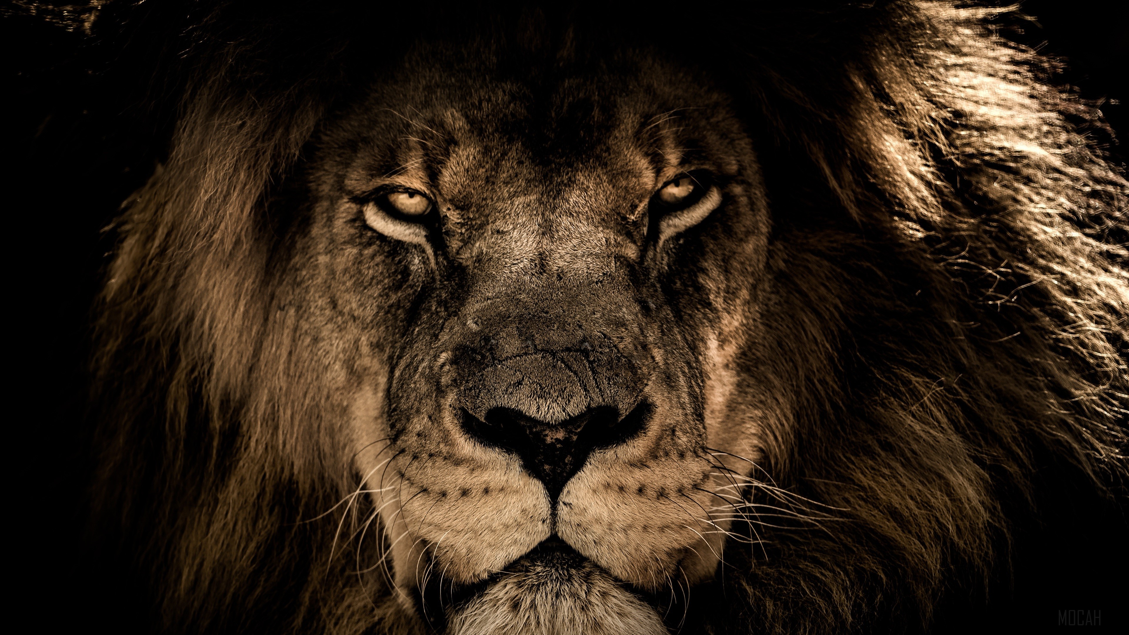 African Lion Face Closeup HD Wallpaper
