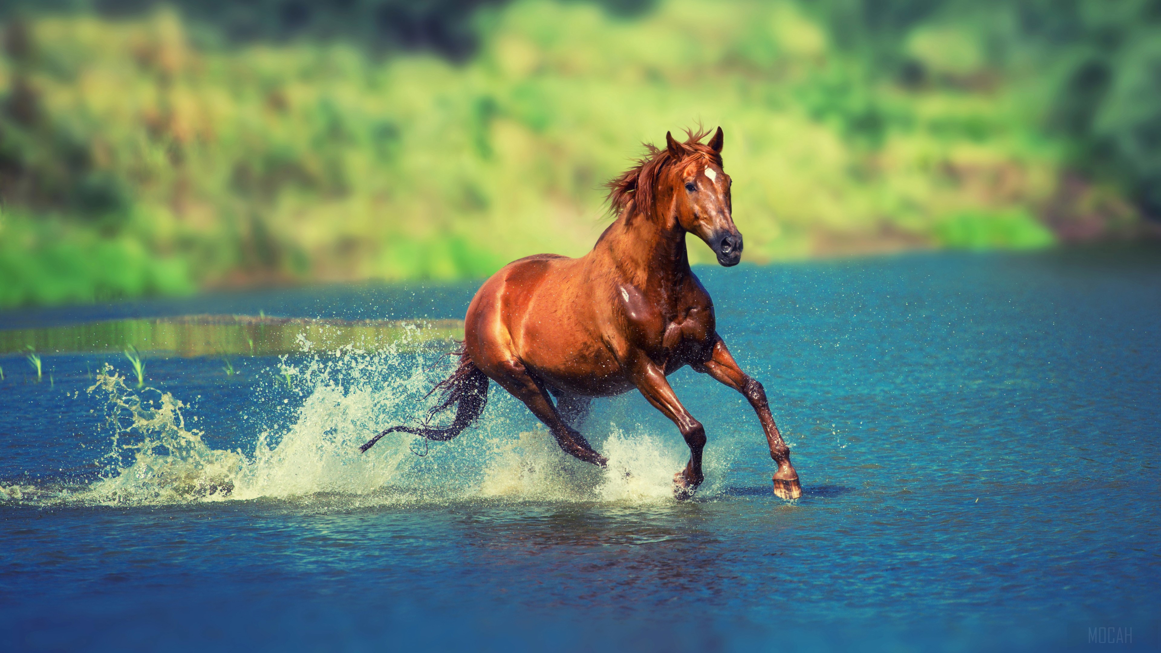 Brown horse running through water HD Wallpaper