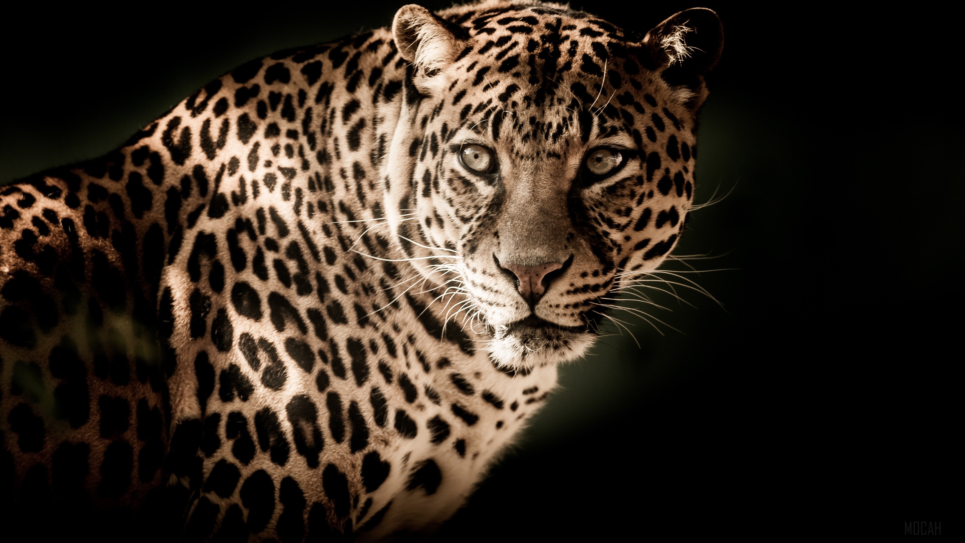 Leopard HD Wallpaper