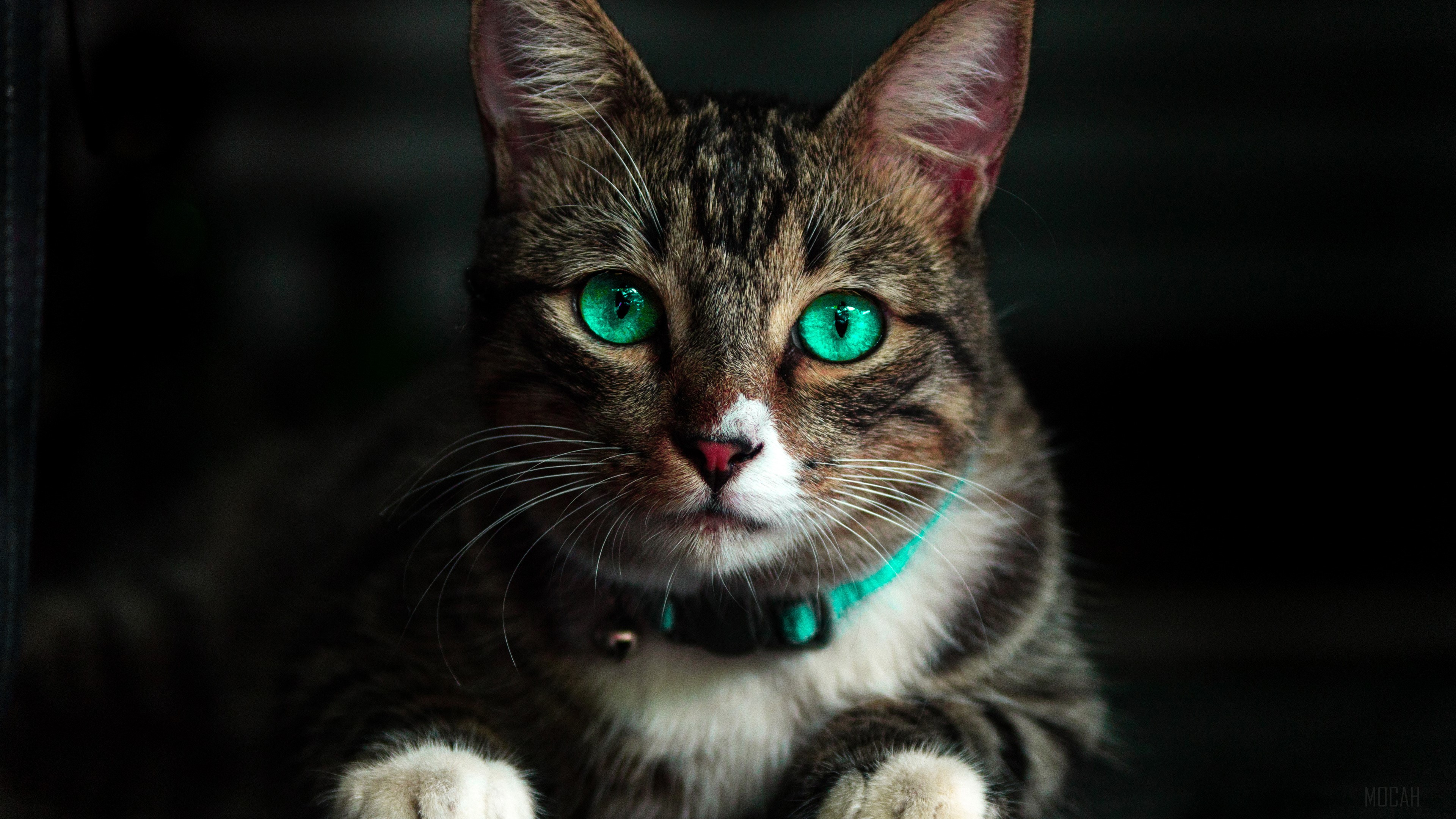 Cat with striking green eyes and collar HD Wallpaper