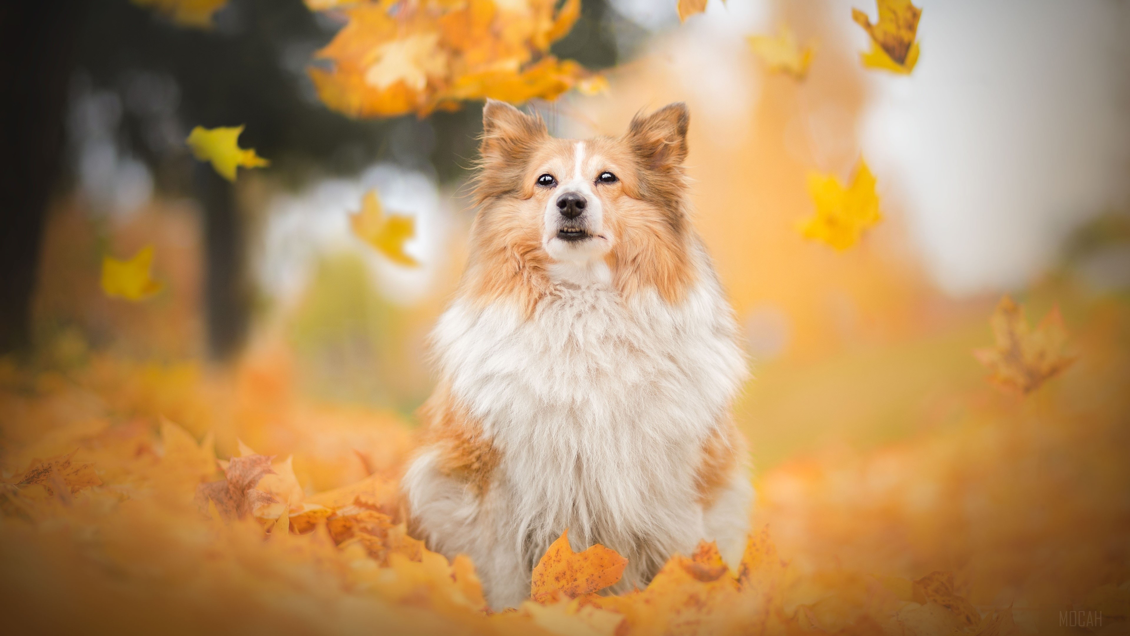 Shetland Sheepdog in Autumn Leaves 4K HD Wallpaper