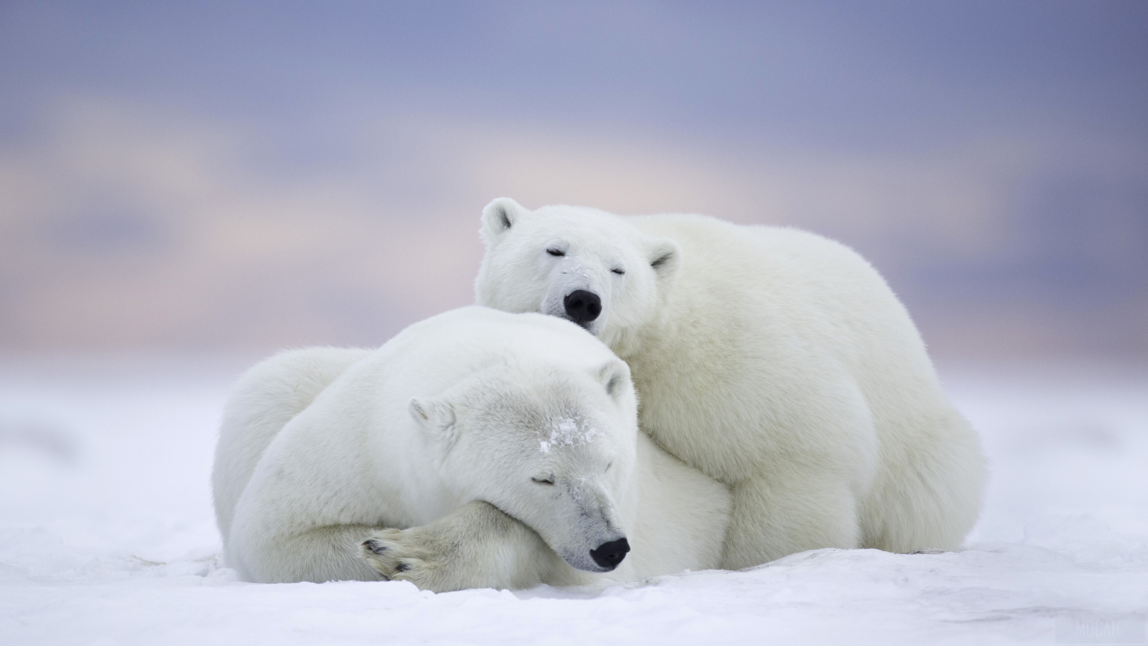 Two Polar Bears Sleeping in Snow 4K HD Wallpaper