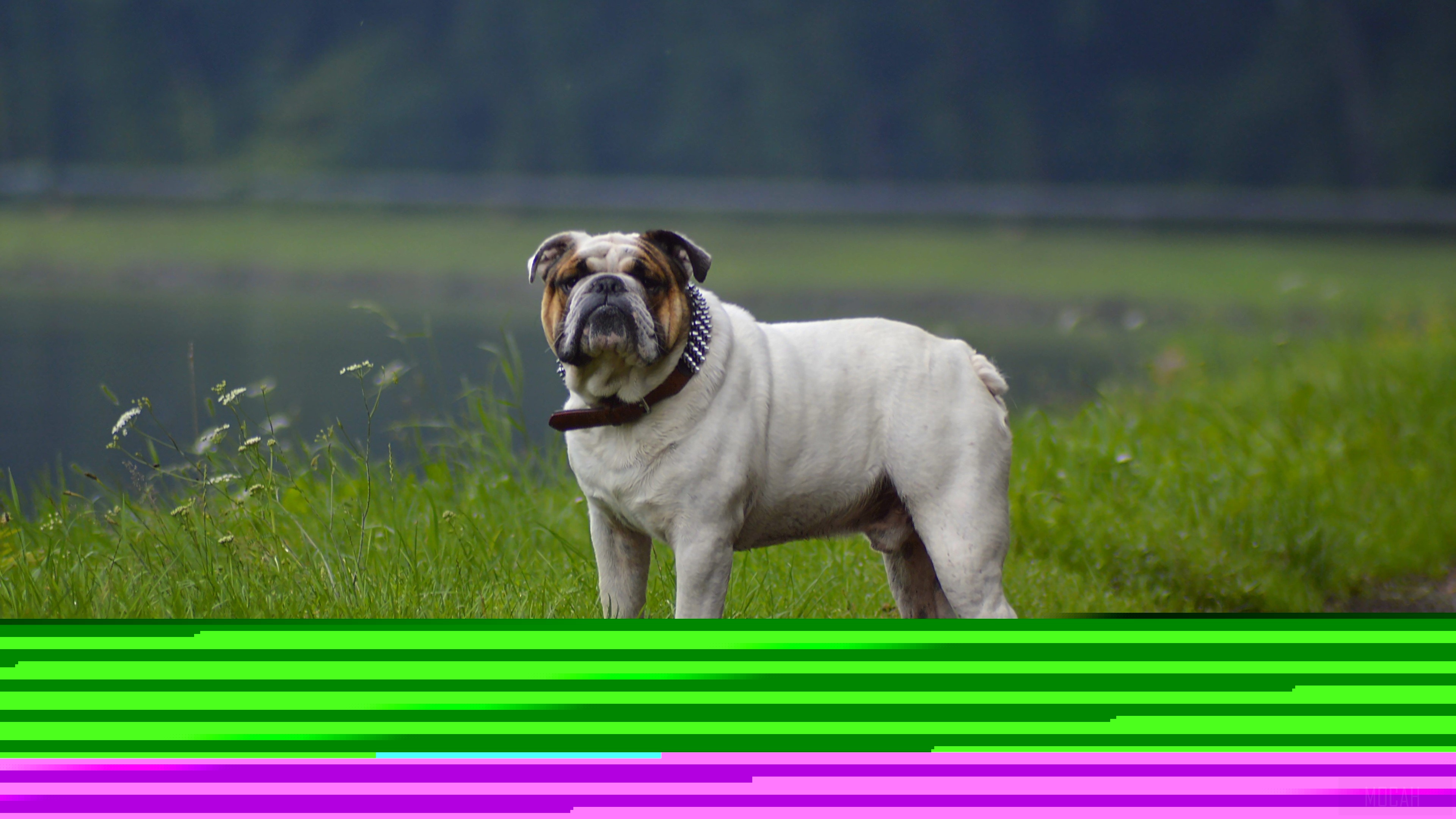 Bulldog in grassy field near water HD Wallpaper