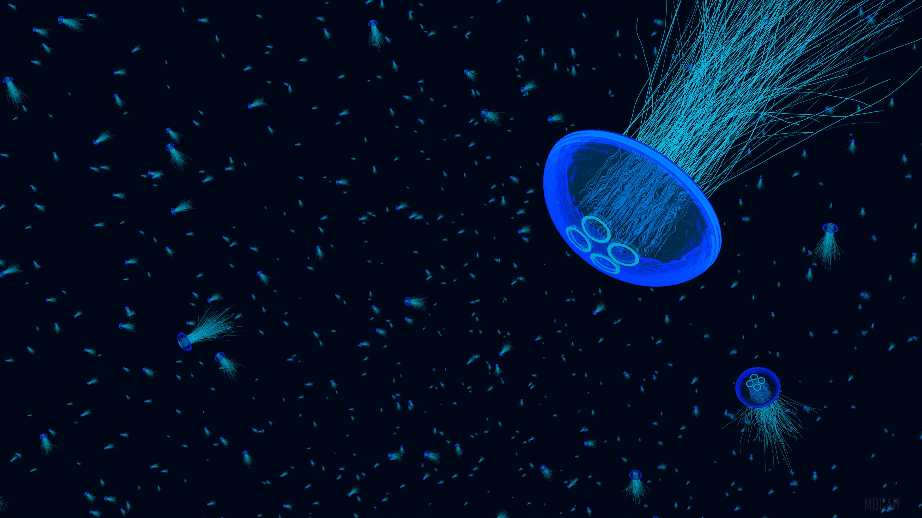 4K Jellyfish in Dark Water HD Wallpaper
