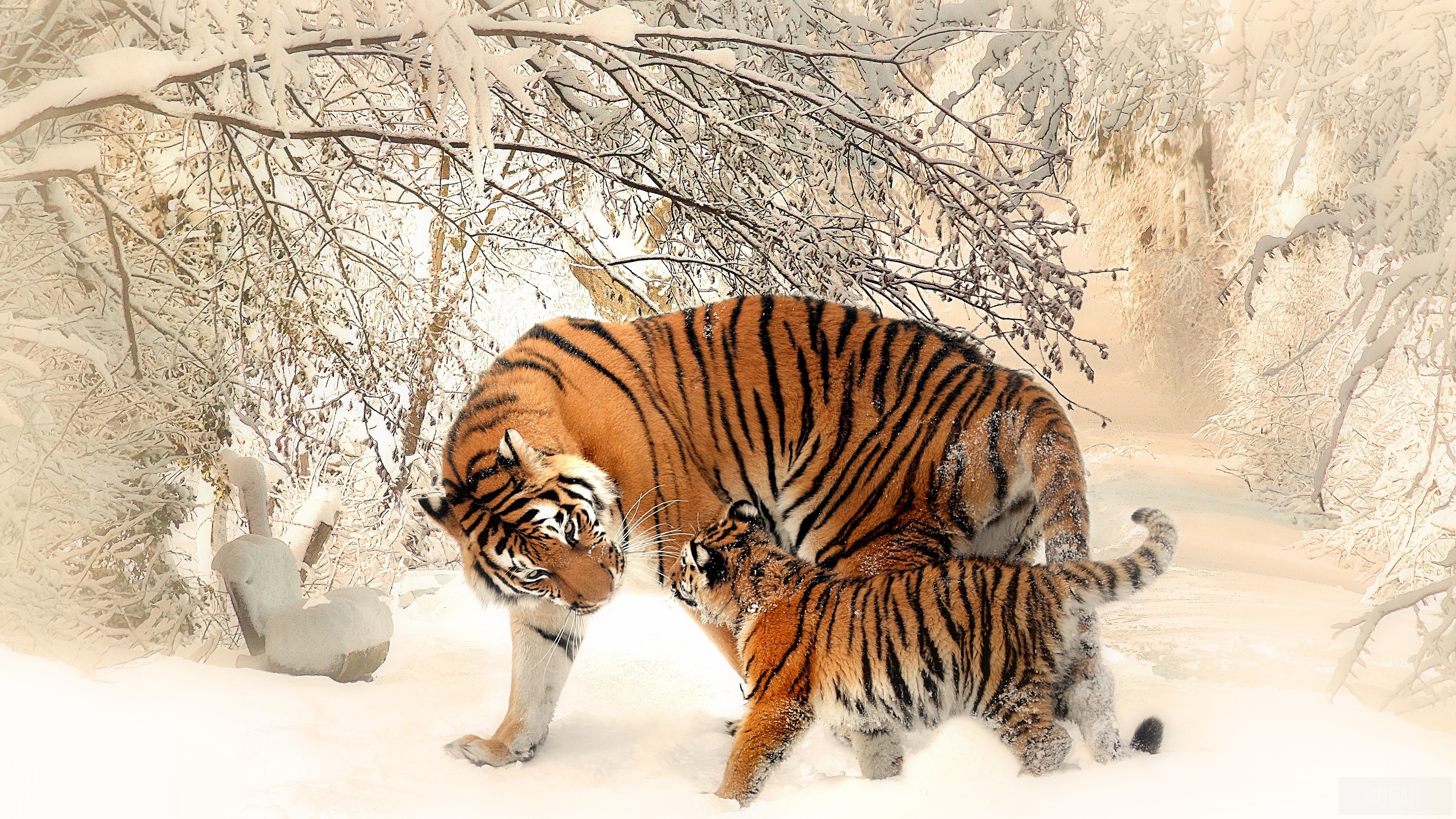 Tiger and cub in a snowy forest 4K HD Wallpaper