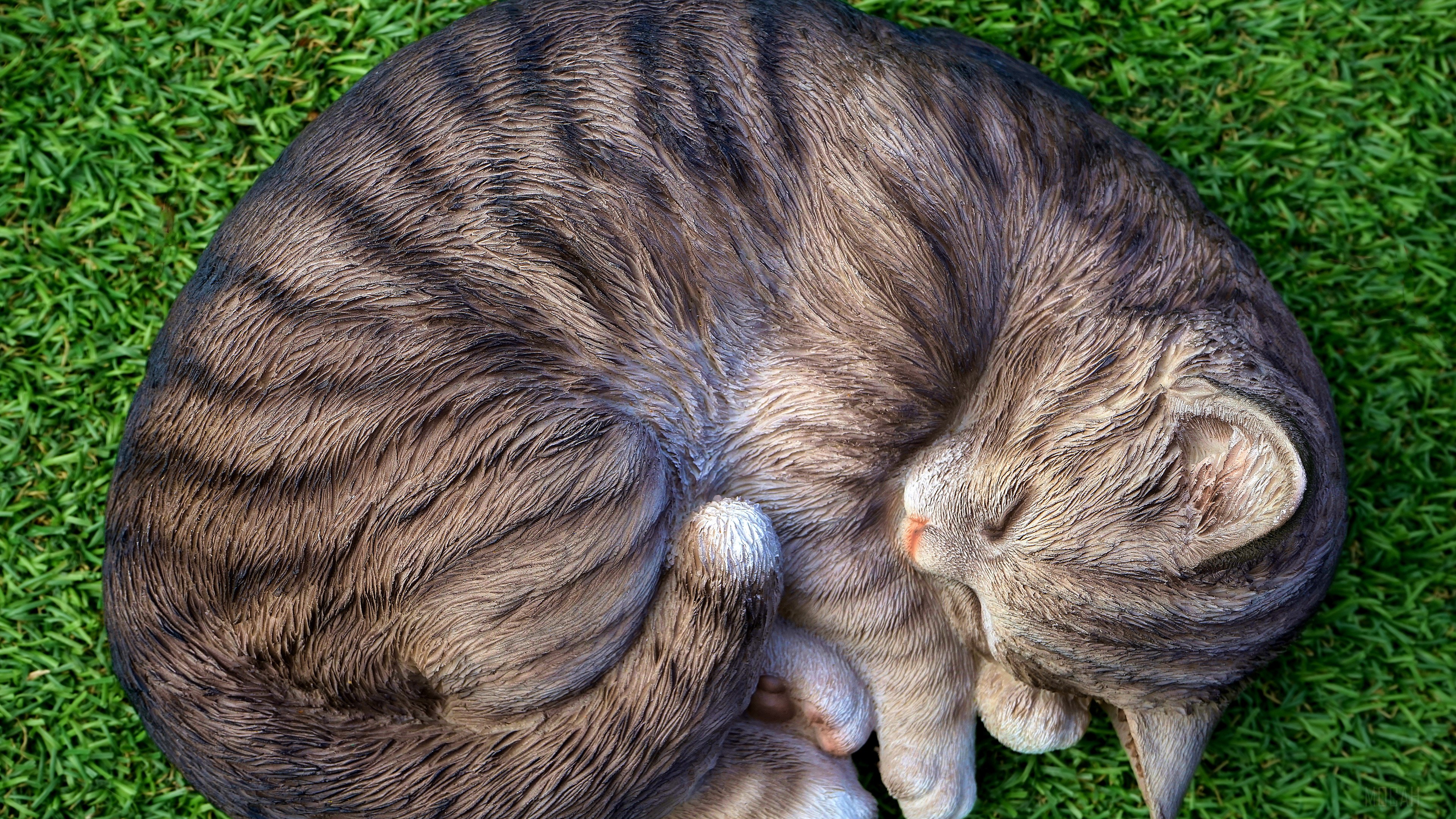 Cat sleeping on grass HD Wallpaper