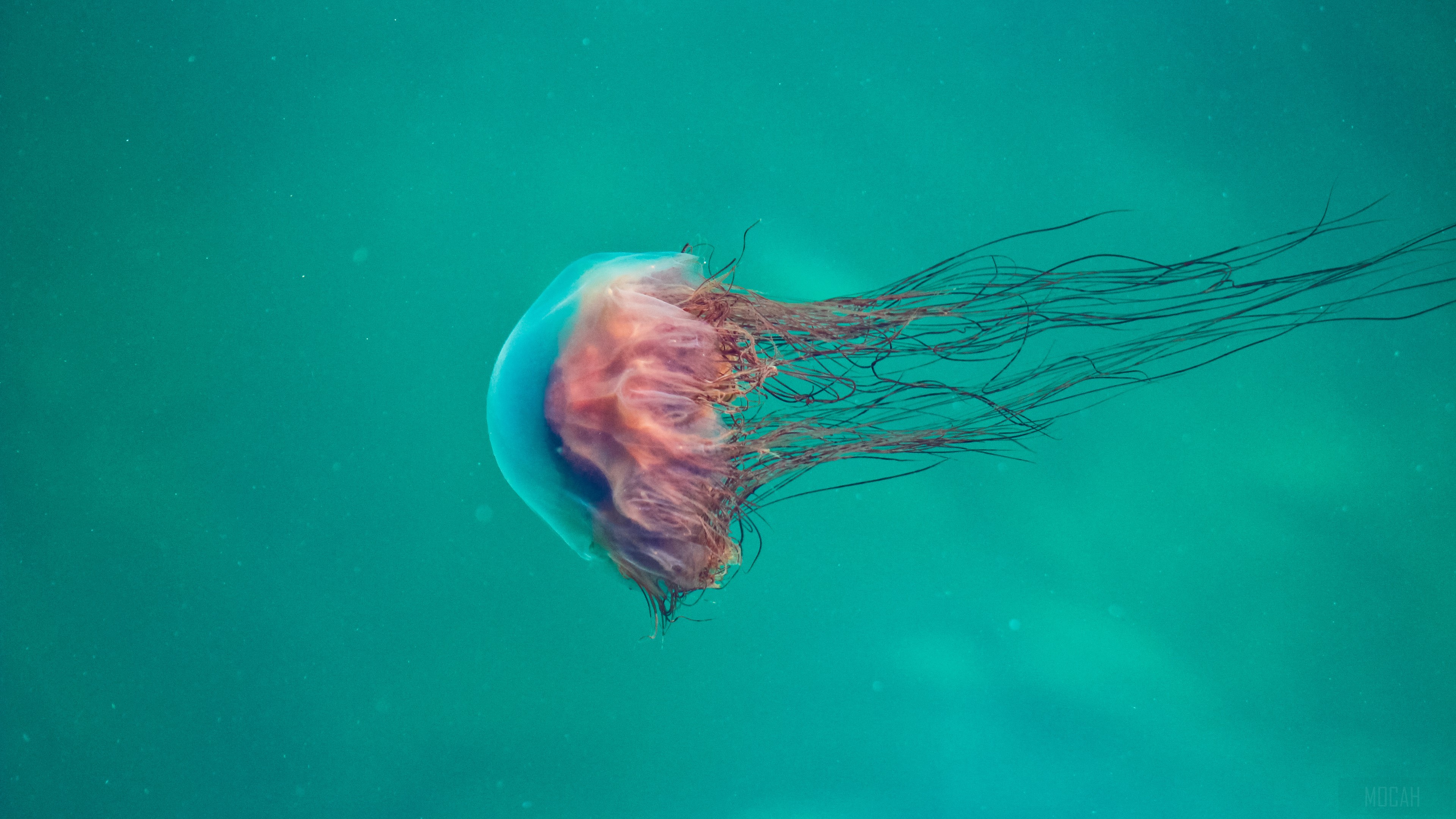 Pink Jellyfish HD Wallpaper
