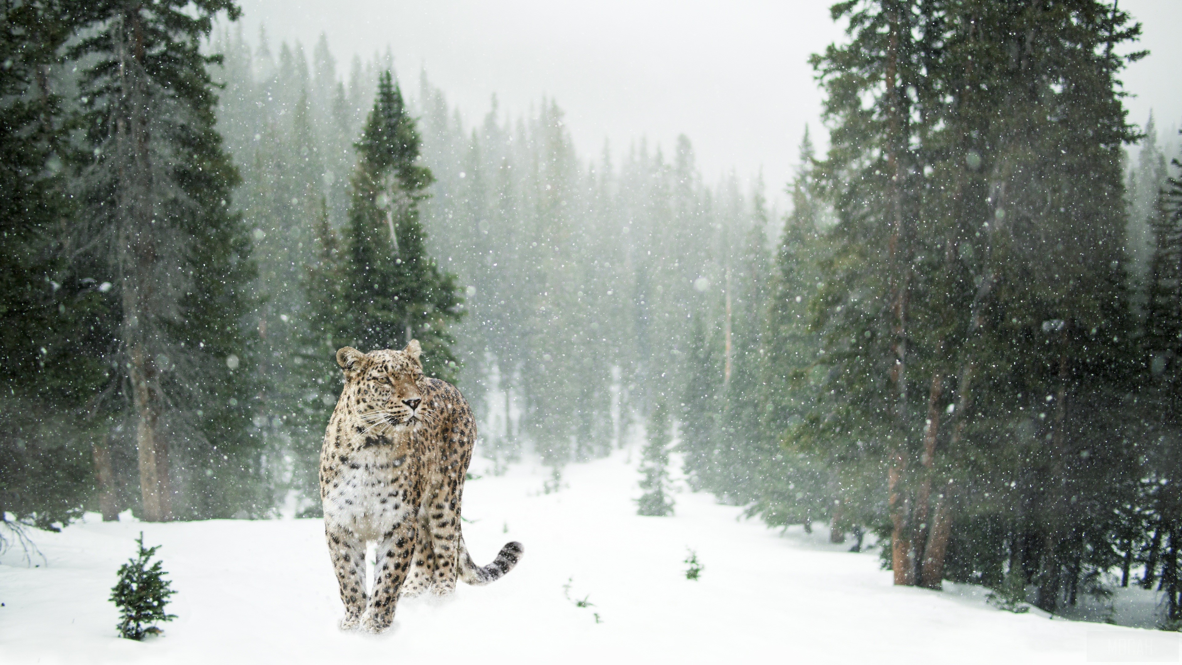 Persian Leopard in Snowy Forest 4K HD Wallpaper