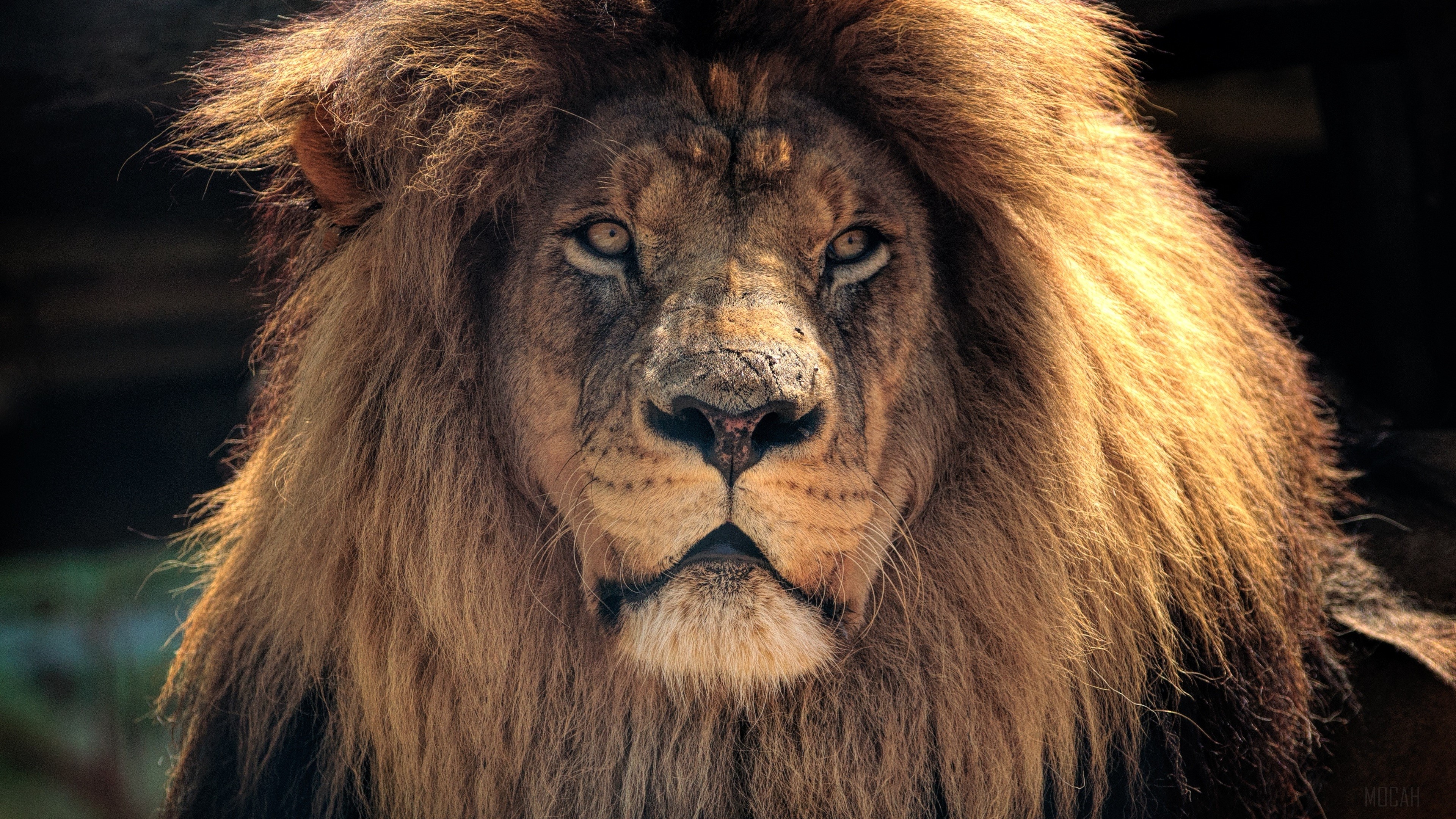 4K Lion Close-up Portrait HD Wallpaper
